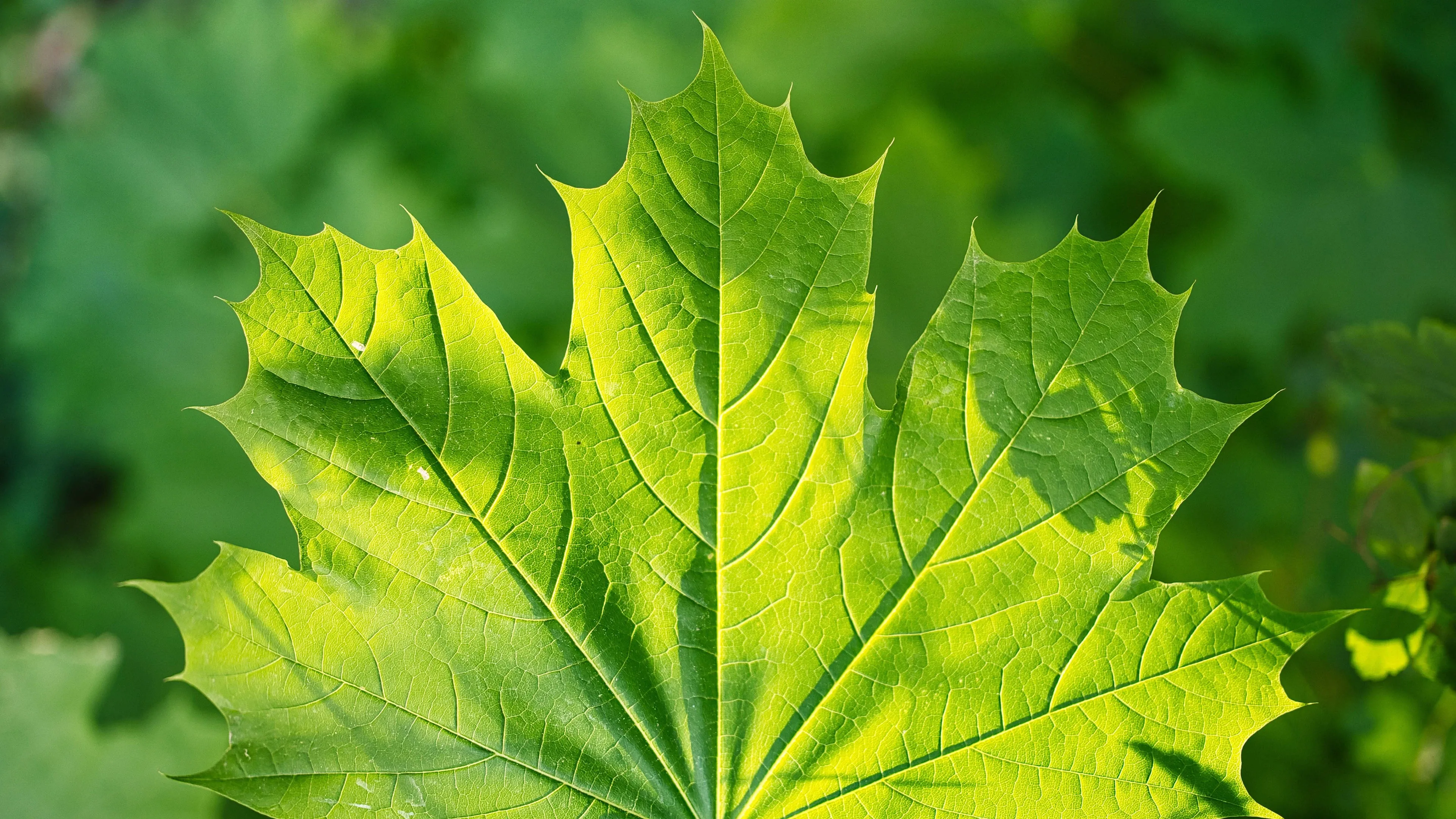 4K超清晰静物特写植物独特视觉效果