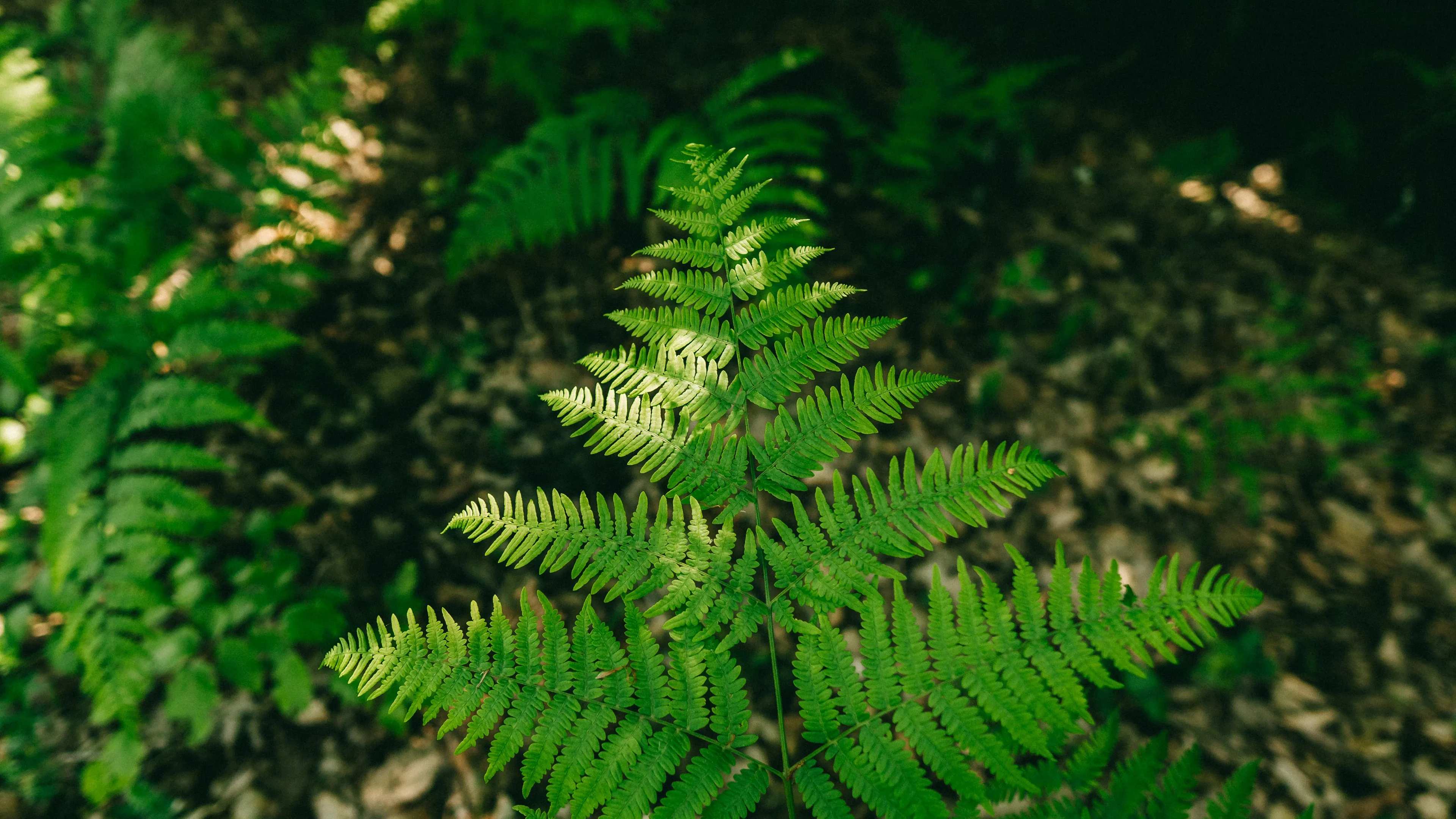 4K超清晰静物特写植物高清视觉体验