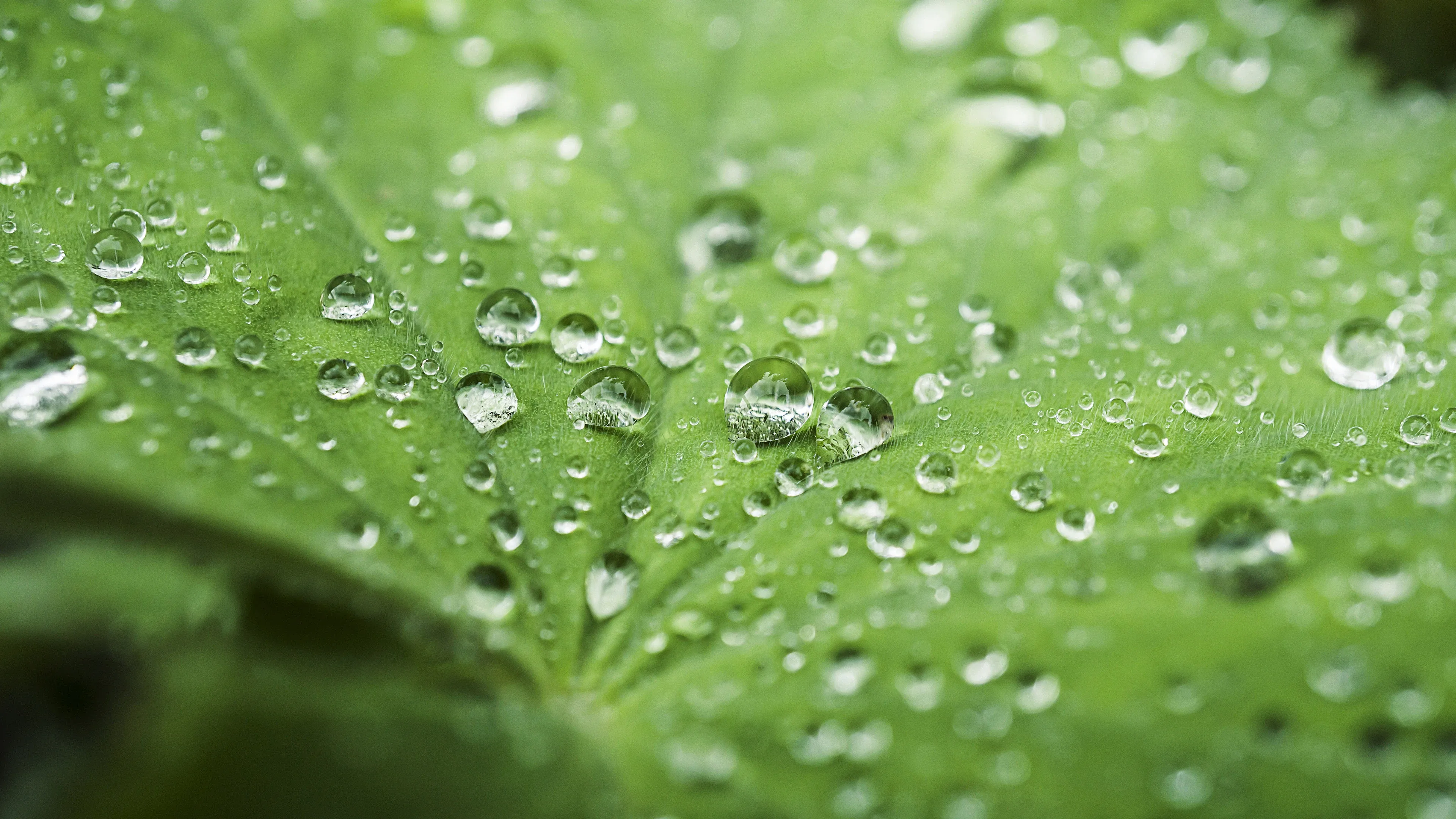 4K超清晰静物特写植物柔和视觉感受