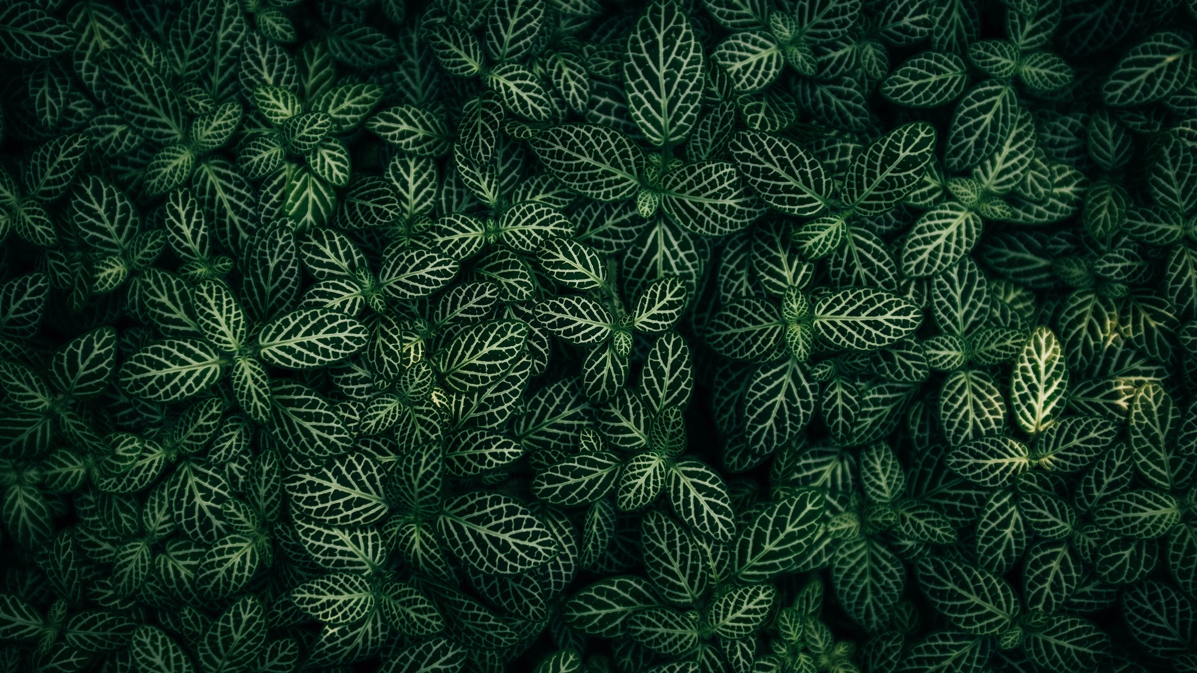4K超清晰静物特写植物创意视觉设计