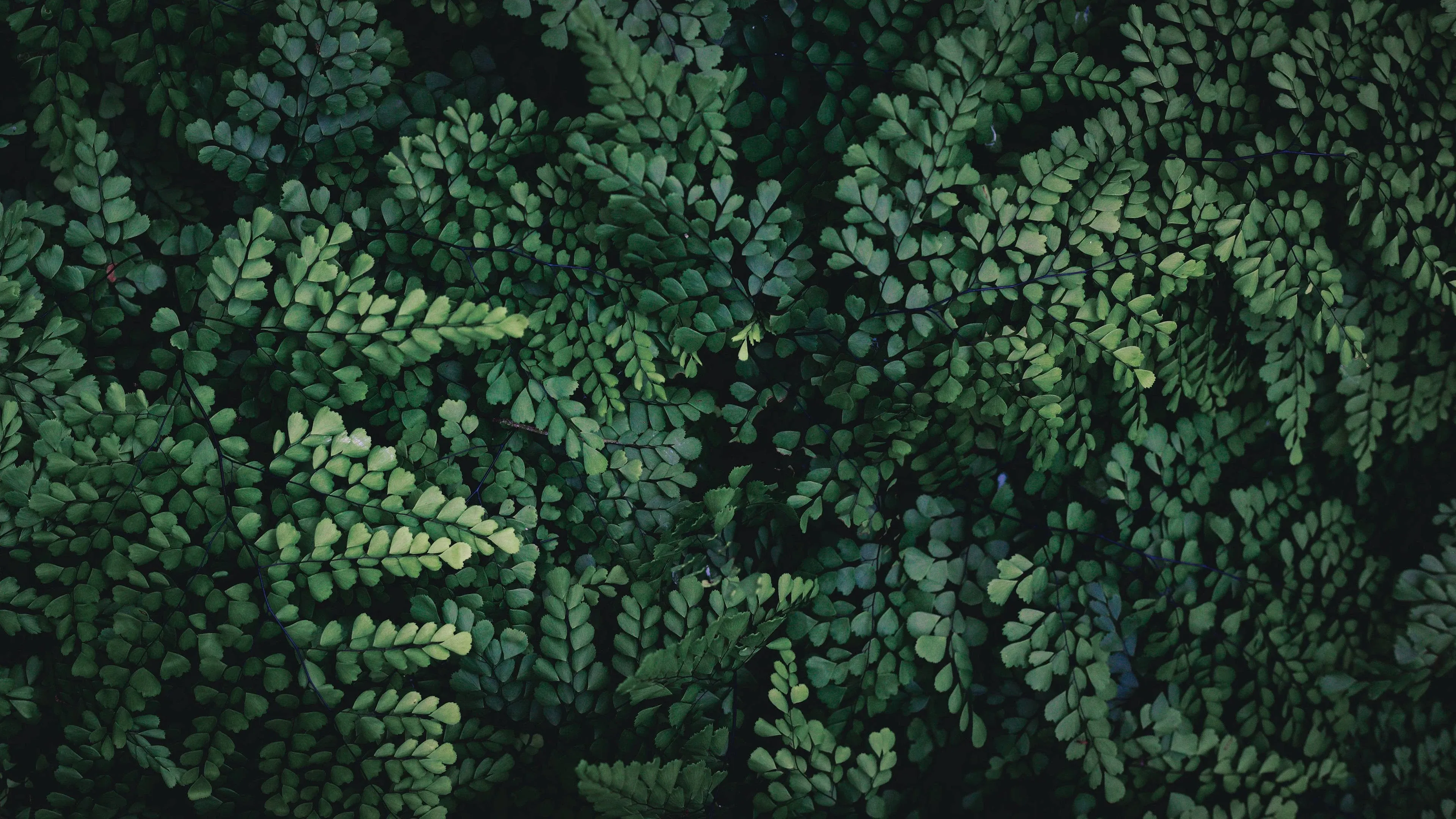 4K超清晰静物特写植物个性视觉风格
