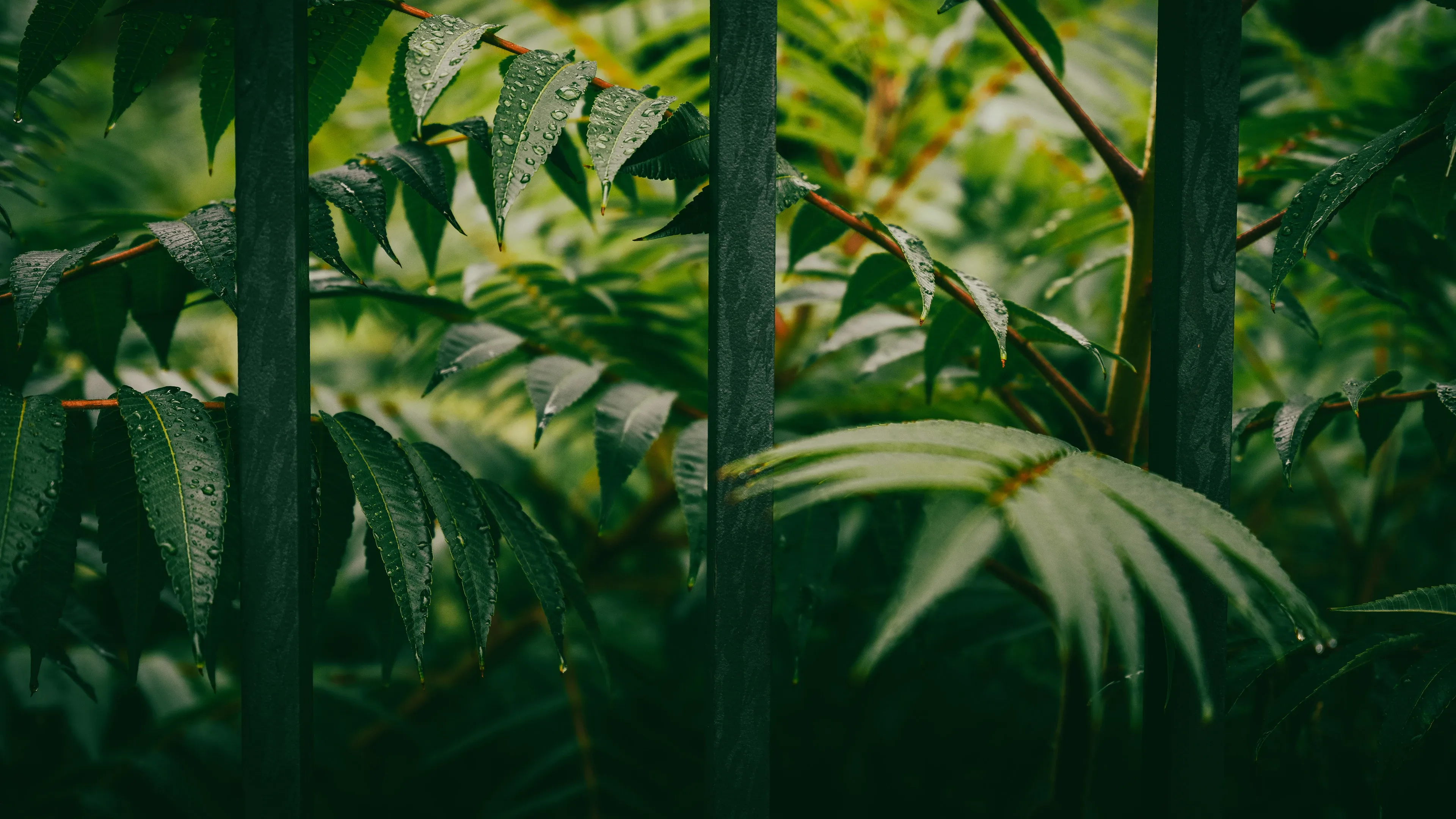 4K超清晰静物特写植物柔和视觉感受