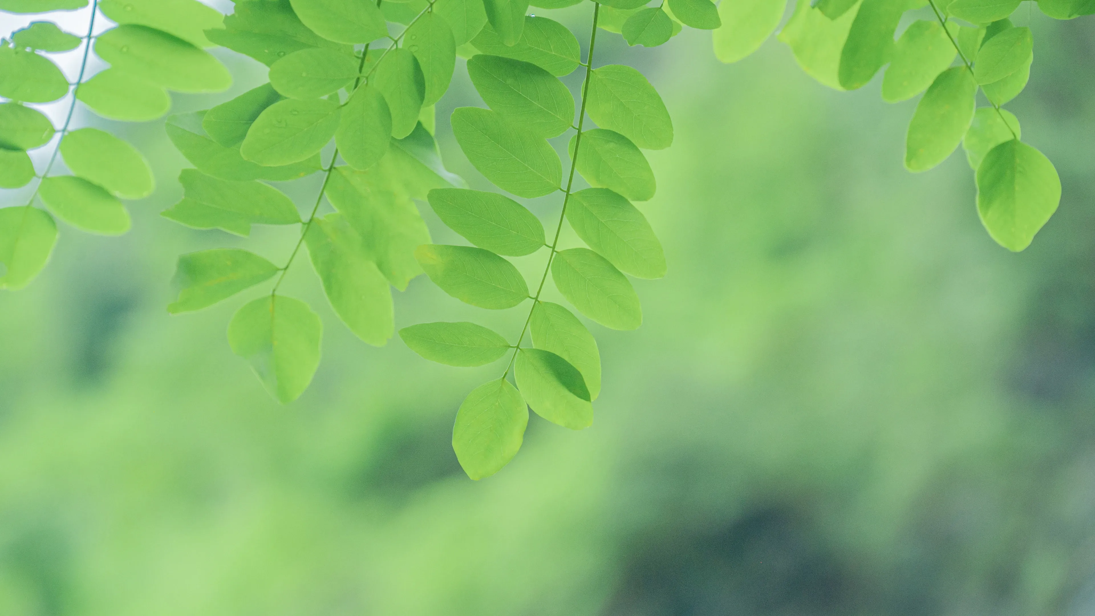 4K超清晰静物特写植物创意视觉设计