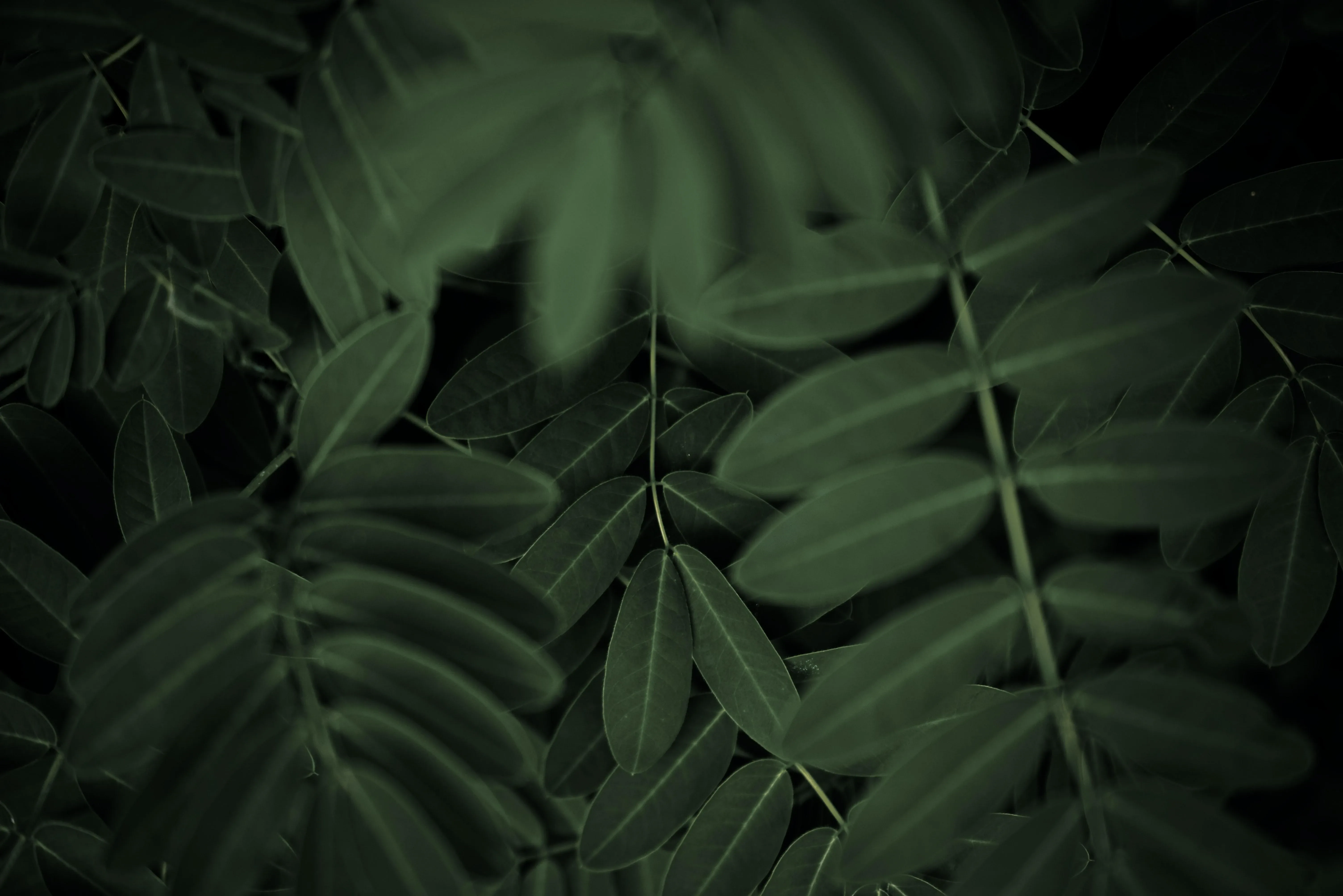 4K超清晰静物特写植物柔和视觉感受