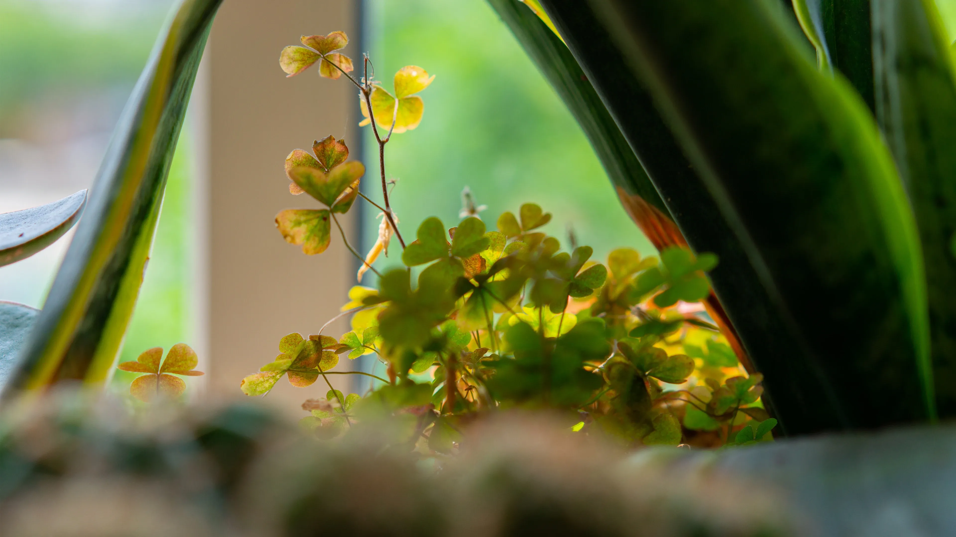 4K超清晰静物特写植物独特视觉效果