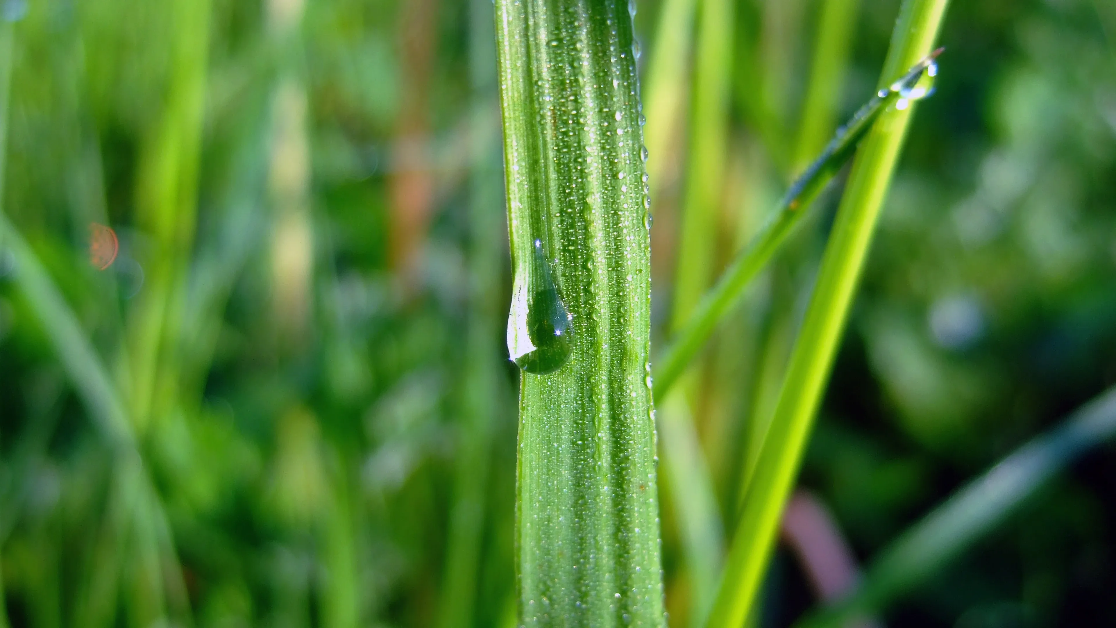 4K超清晰静物特写植物风格视觉氛围