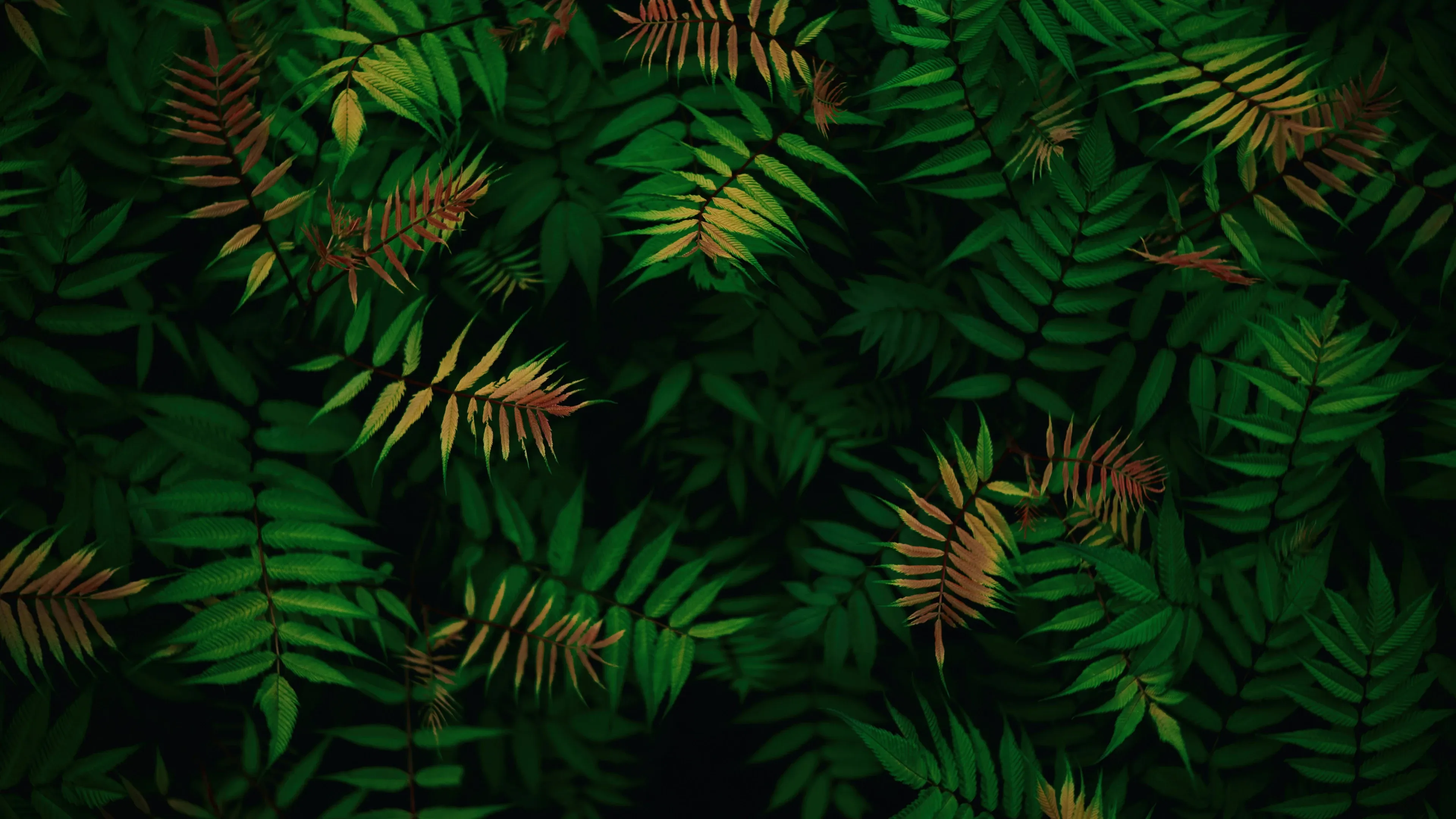 4K超清晰静物特写植物独特视觉效果