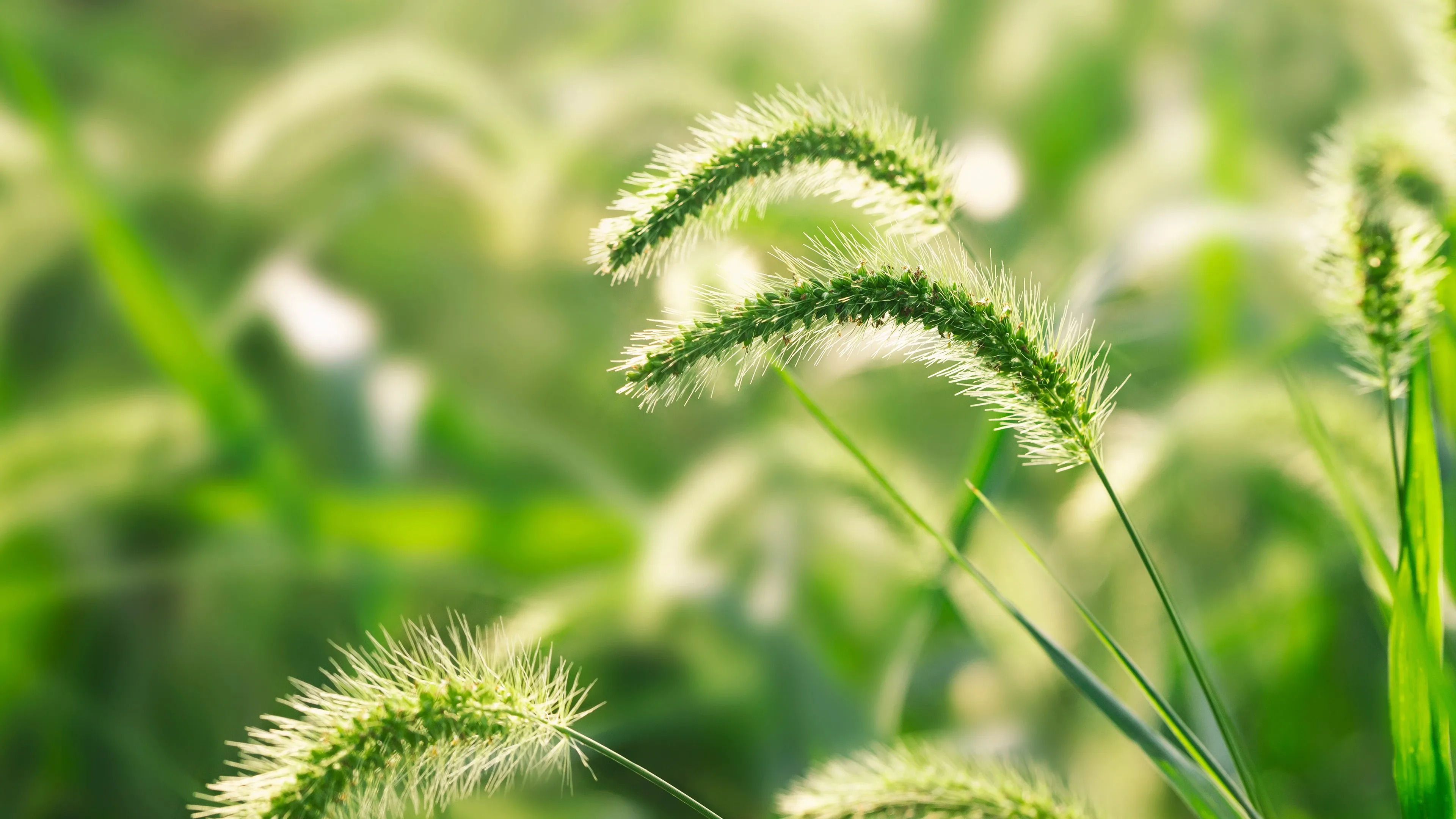 4K超清晰静物特写植物风格视觉氛围