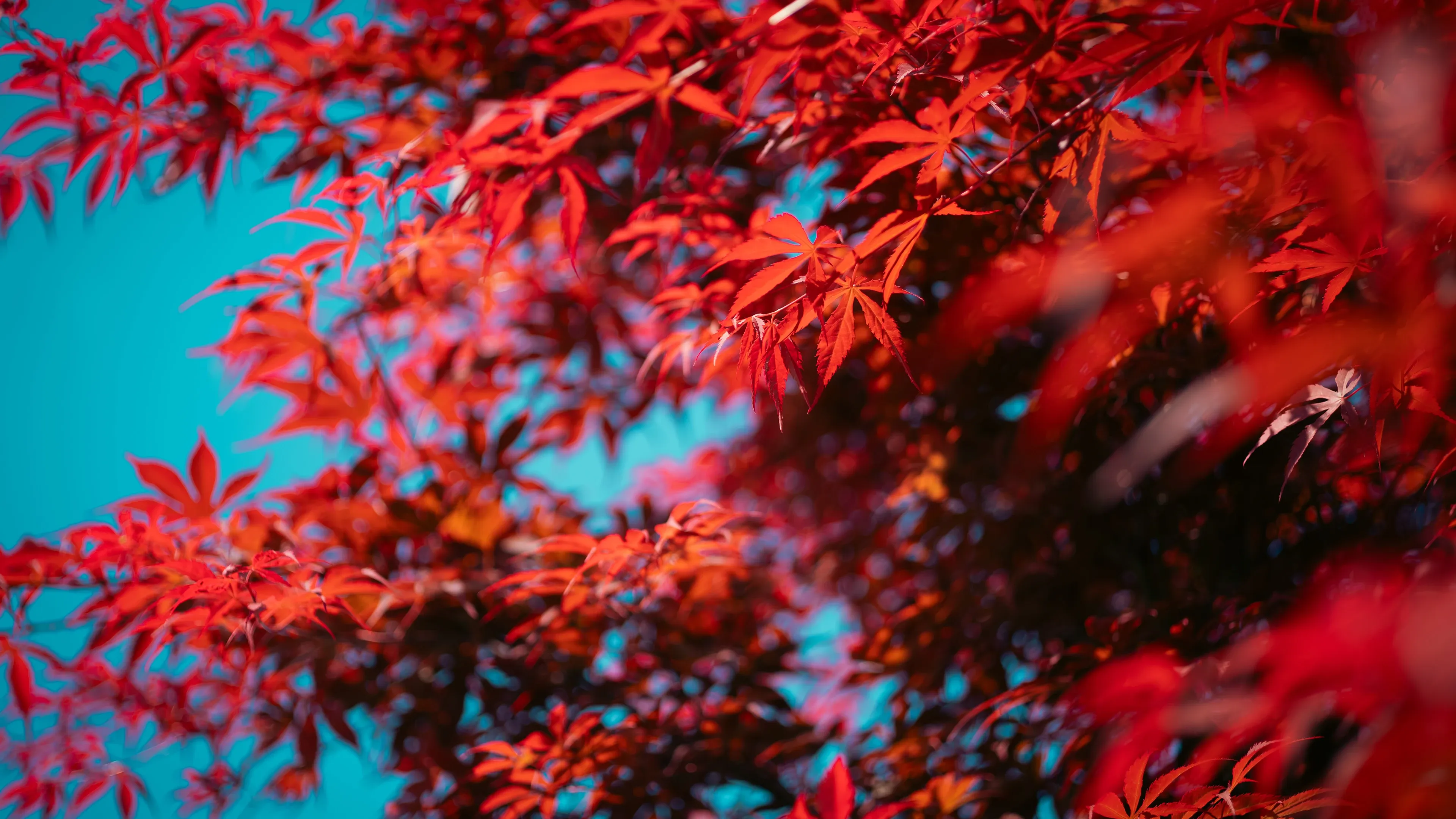 4K超清晰静物特写植物个性视觉风格