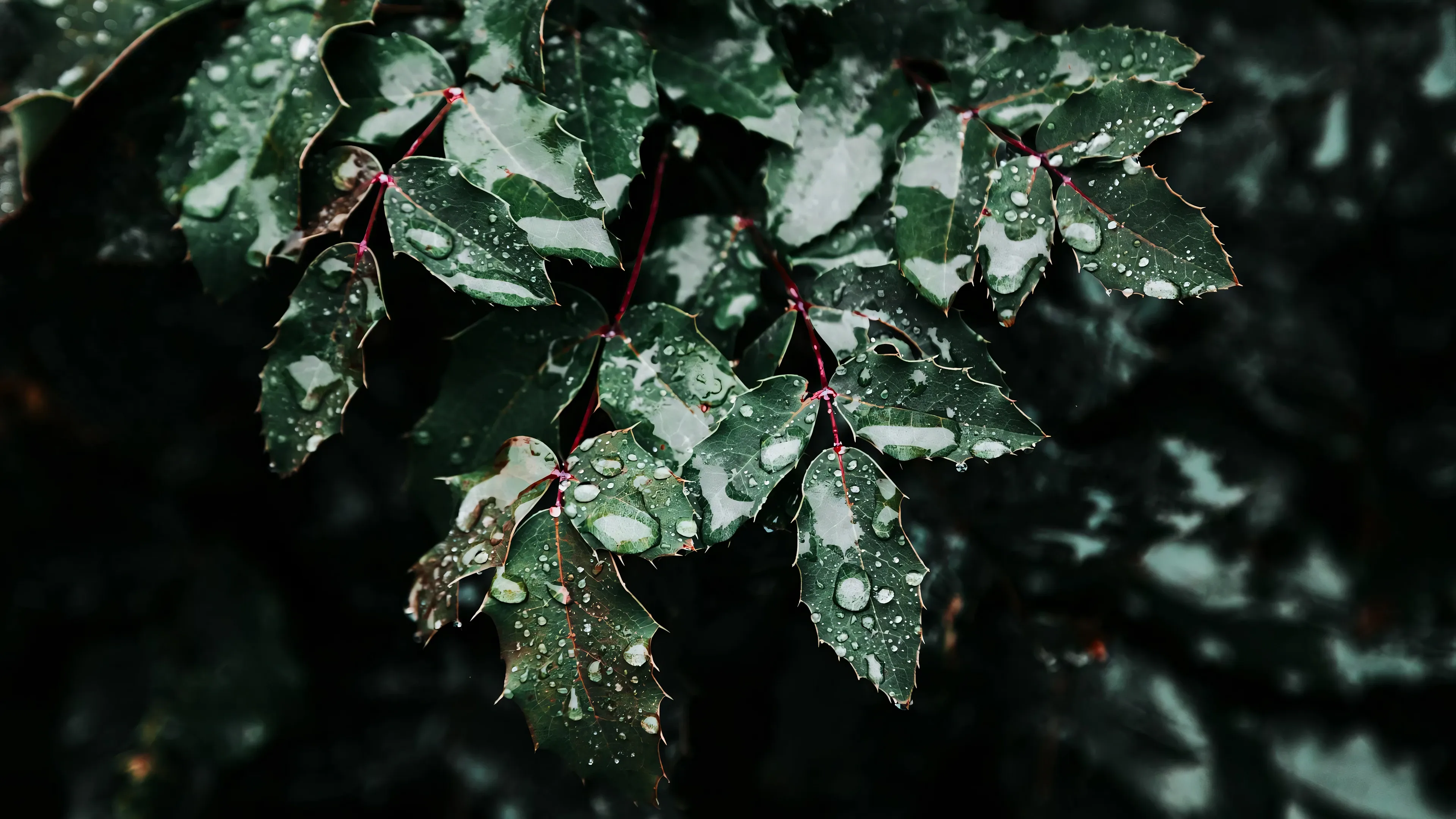 4K超清晰静物特写植物纹理精致视觉感