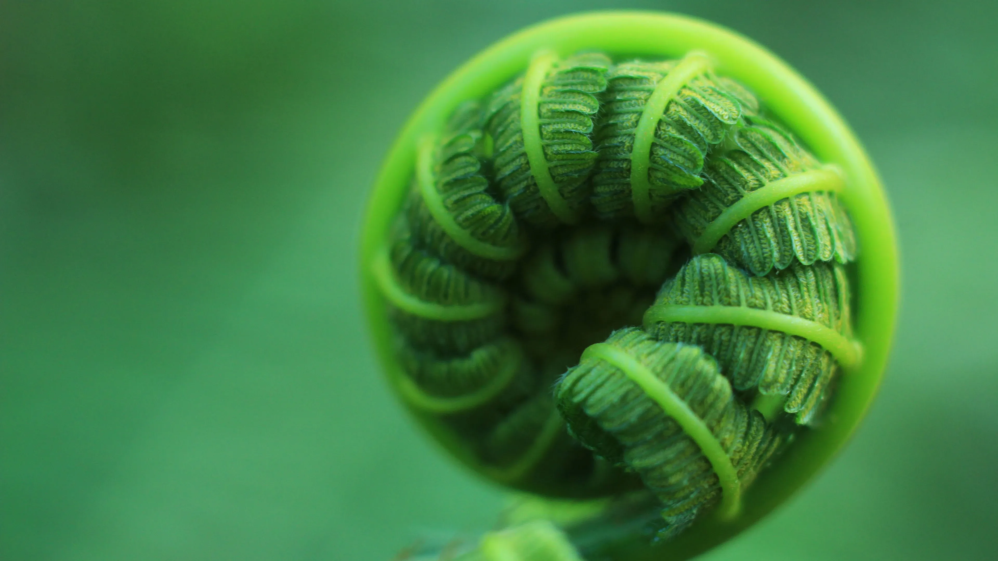 4K超清晰静物特写植物独特视觉效果