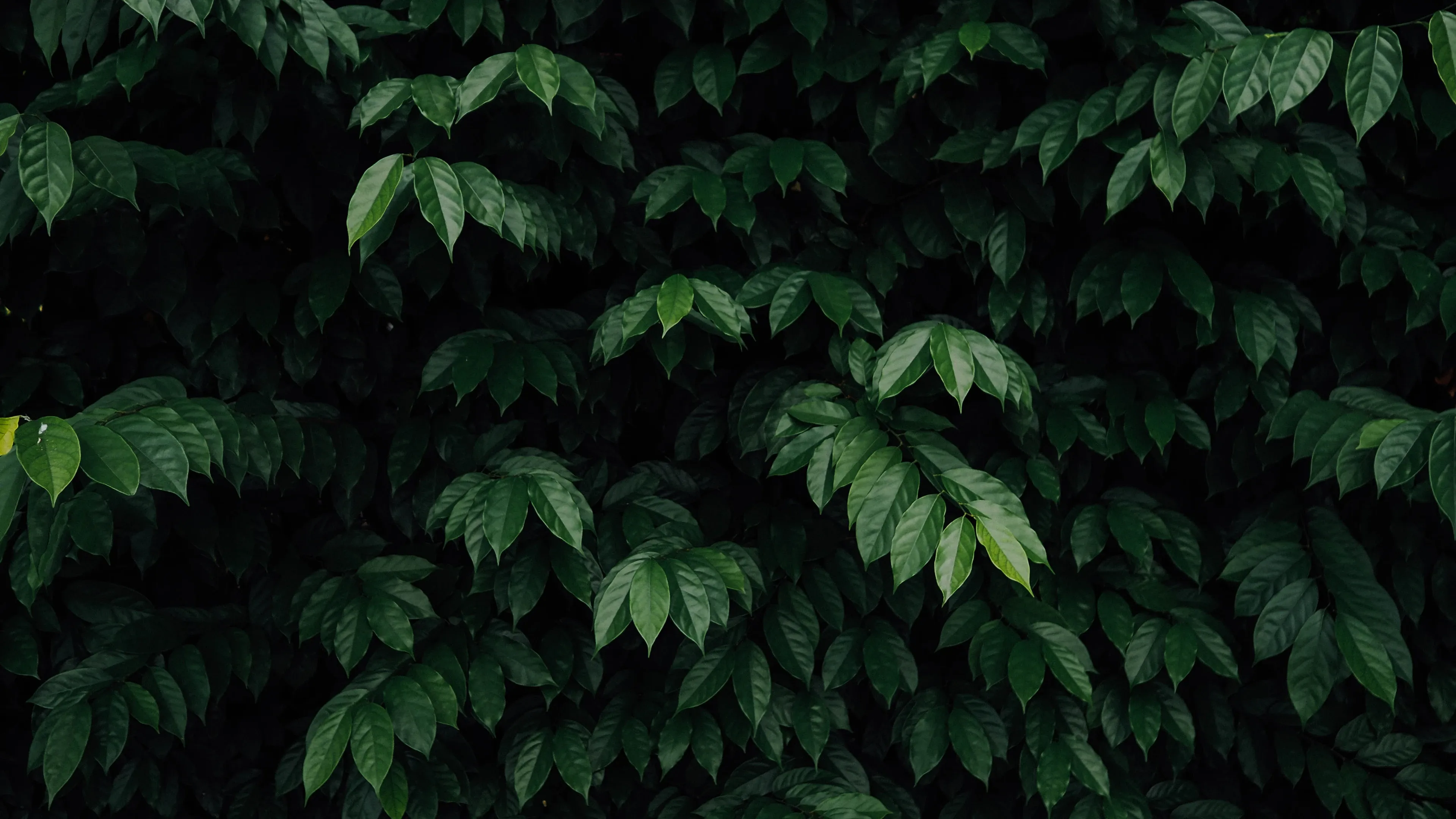 4K超清晰静物特写植物柔和视觉感受