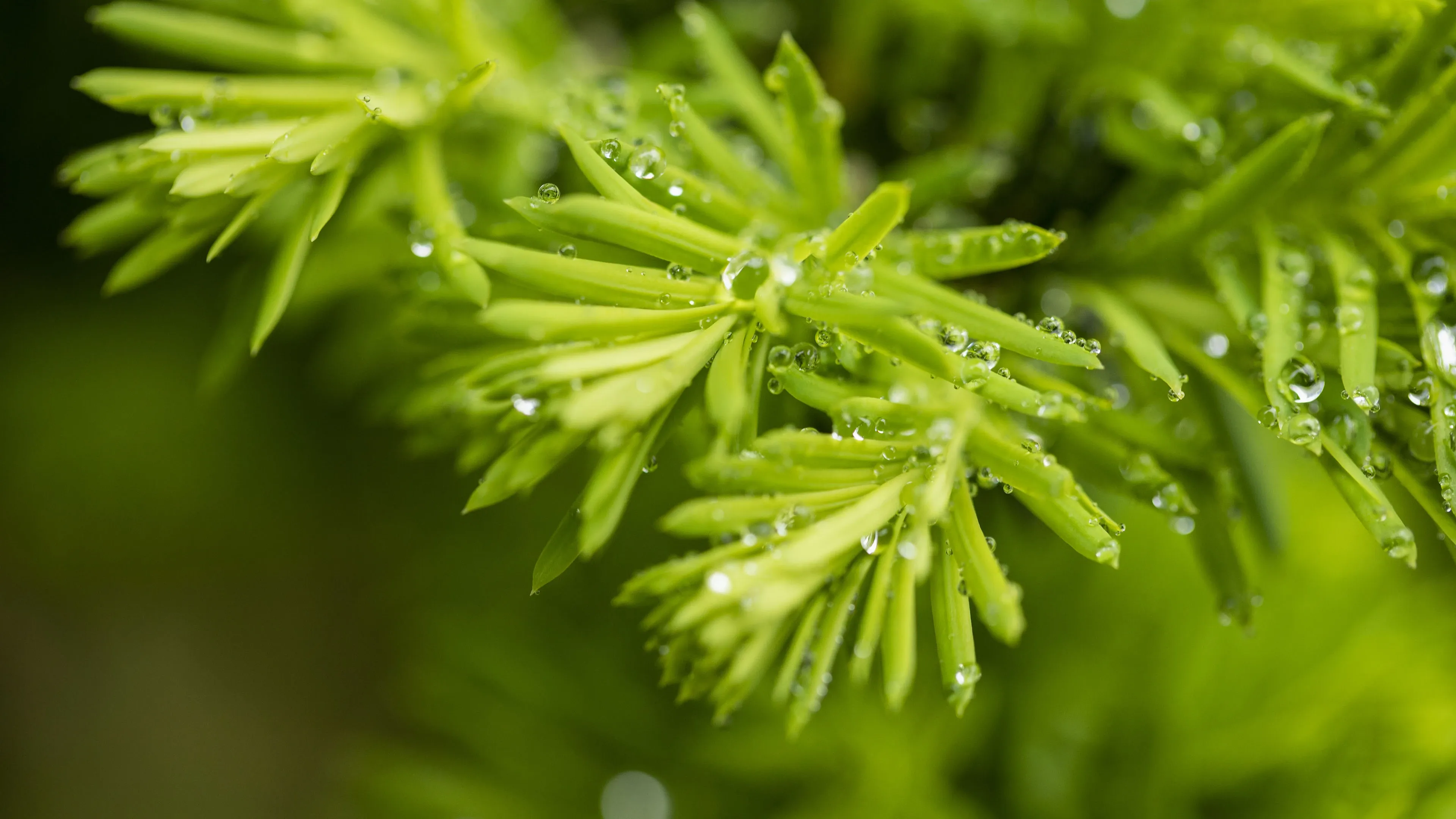 4K超清晰静物特写植物柔和视觉感受