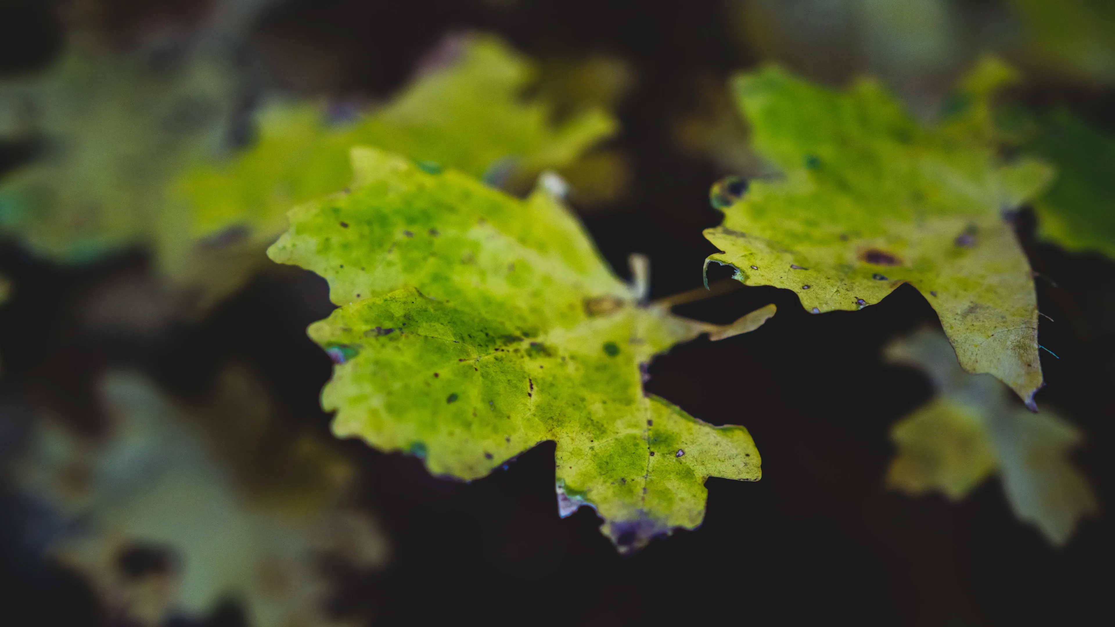 4K超清晰静物特写植物独特视觉效果