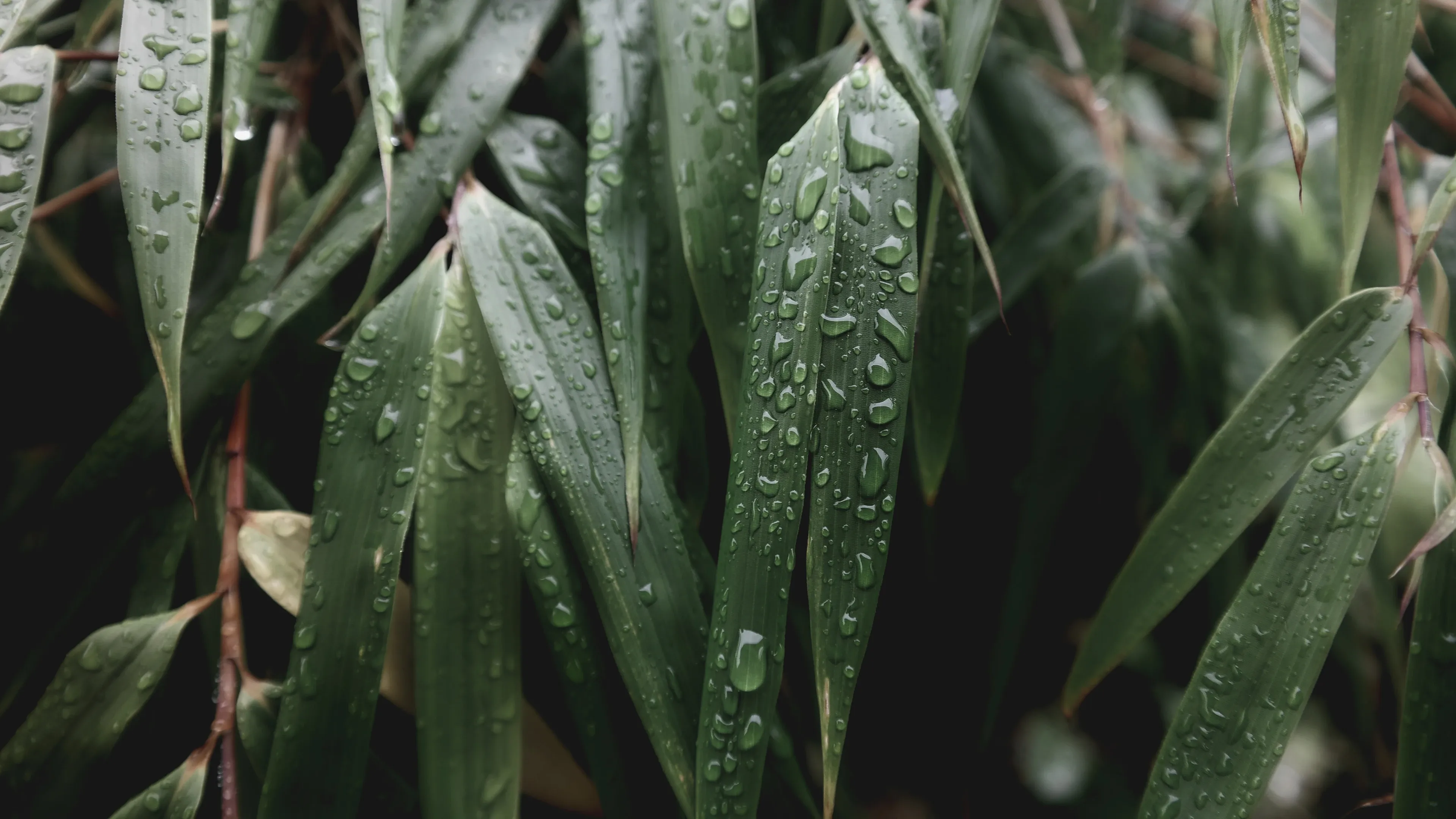 4K超清晰静物特写植物高清视觉体验