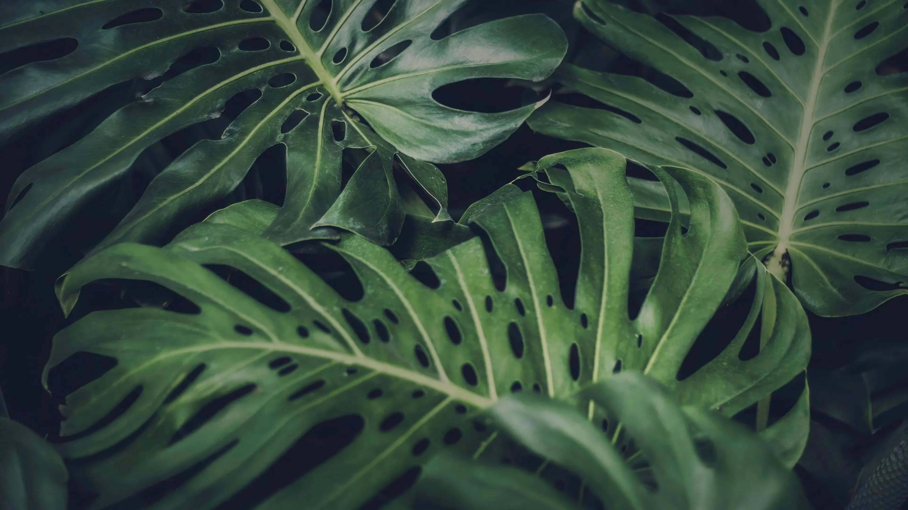 4K超清晰静物特写植物柔和视觉感受