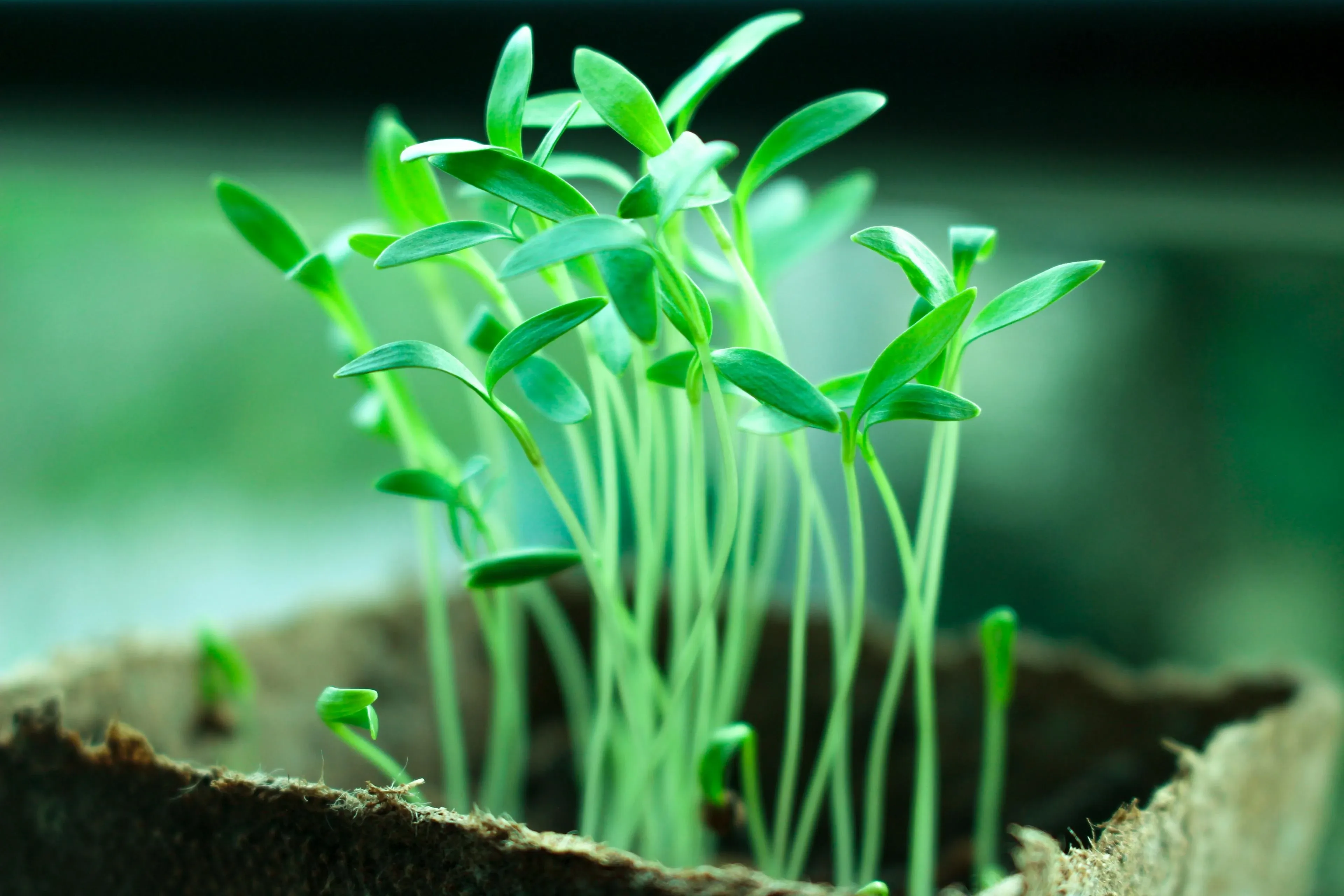 4K超清晰静物特写植物个性视觉风格