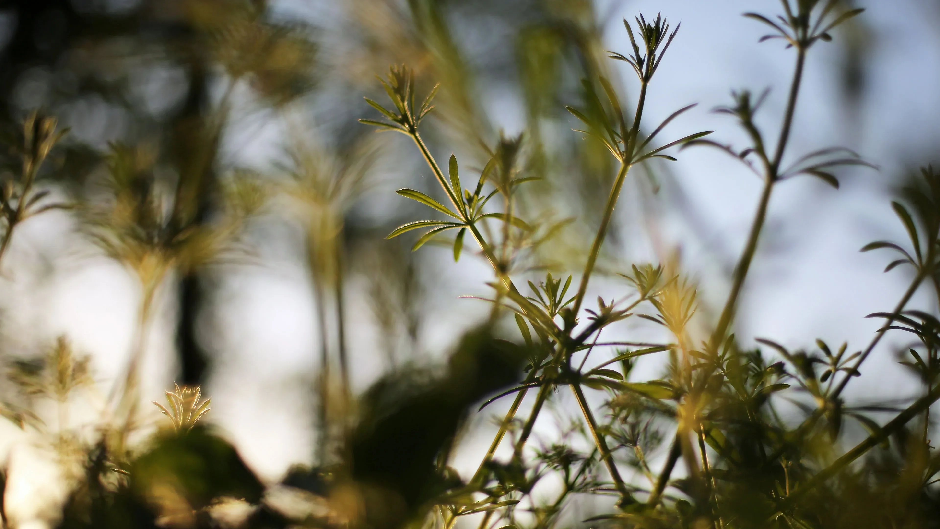 4K超清晰静物特写植物风格视觉氛围