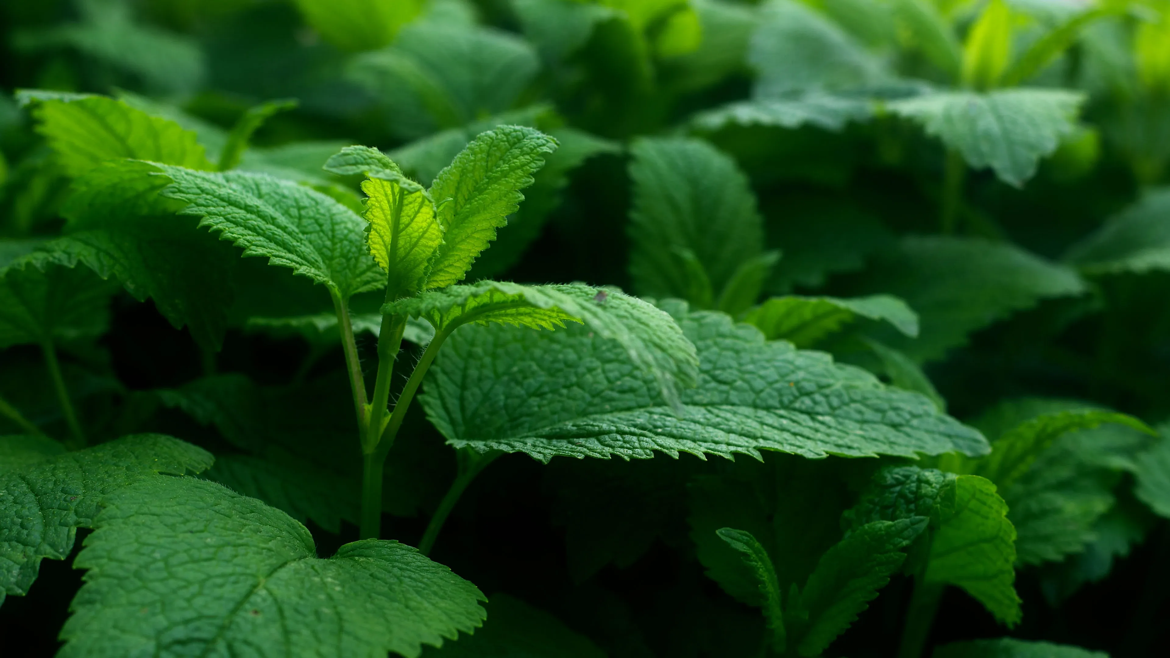 4K超清晰静物特写植物创意视觉设计