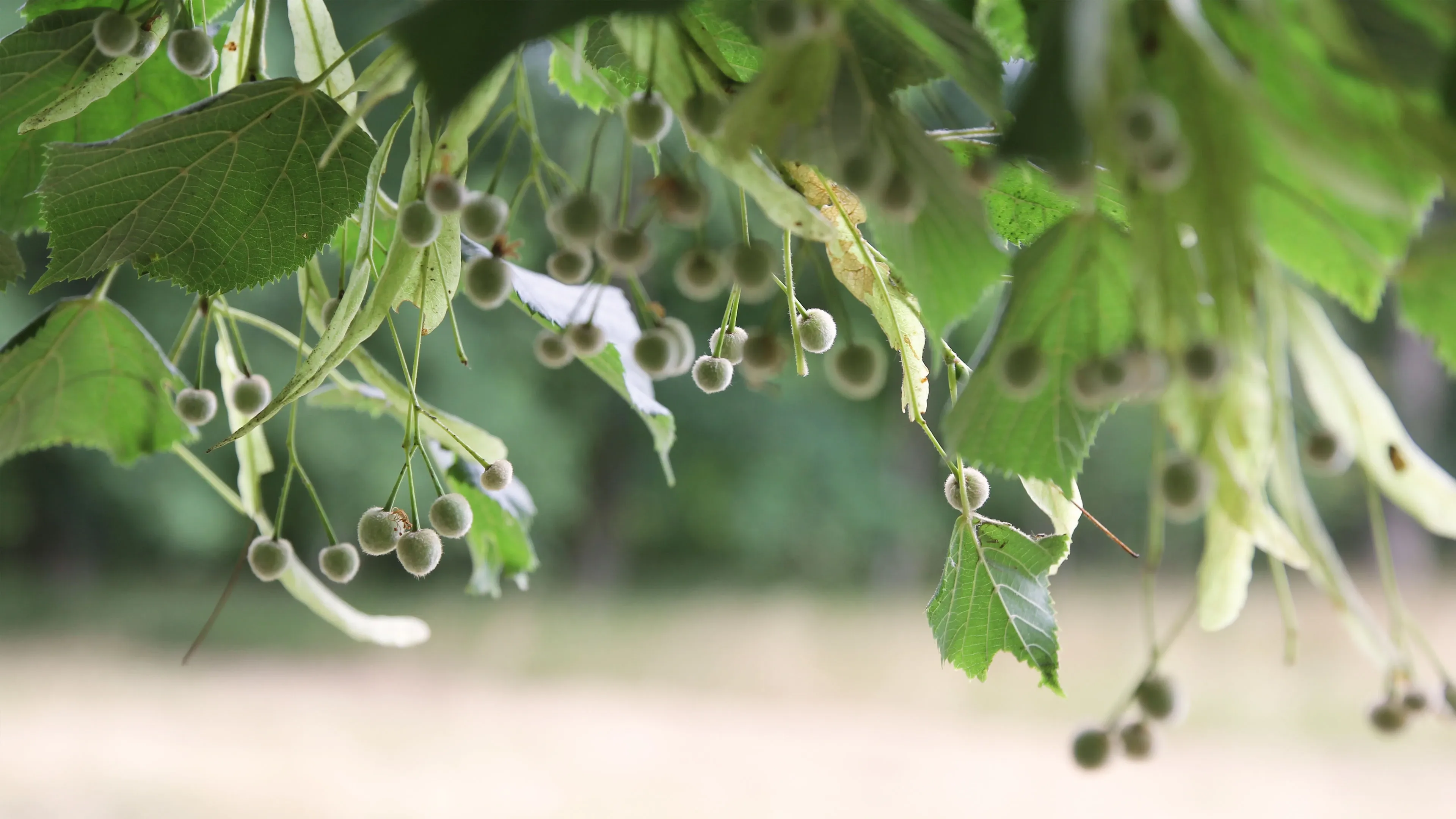 4K超清晰静物特写植物风格视觉氛围