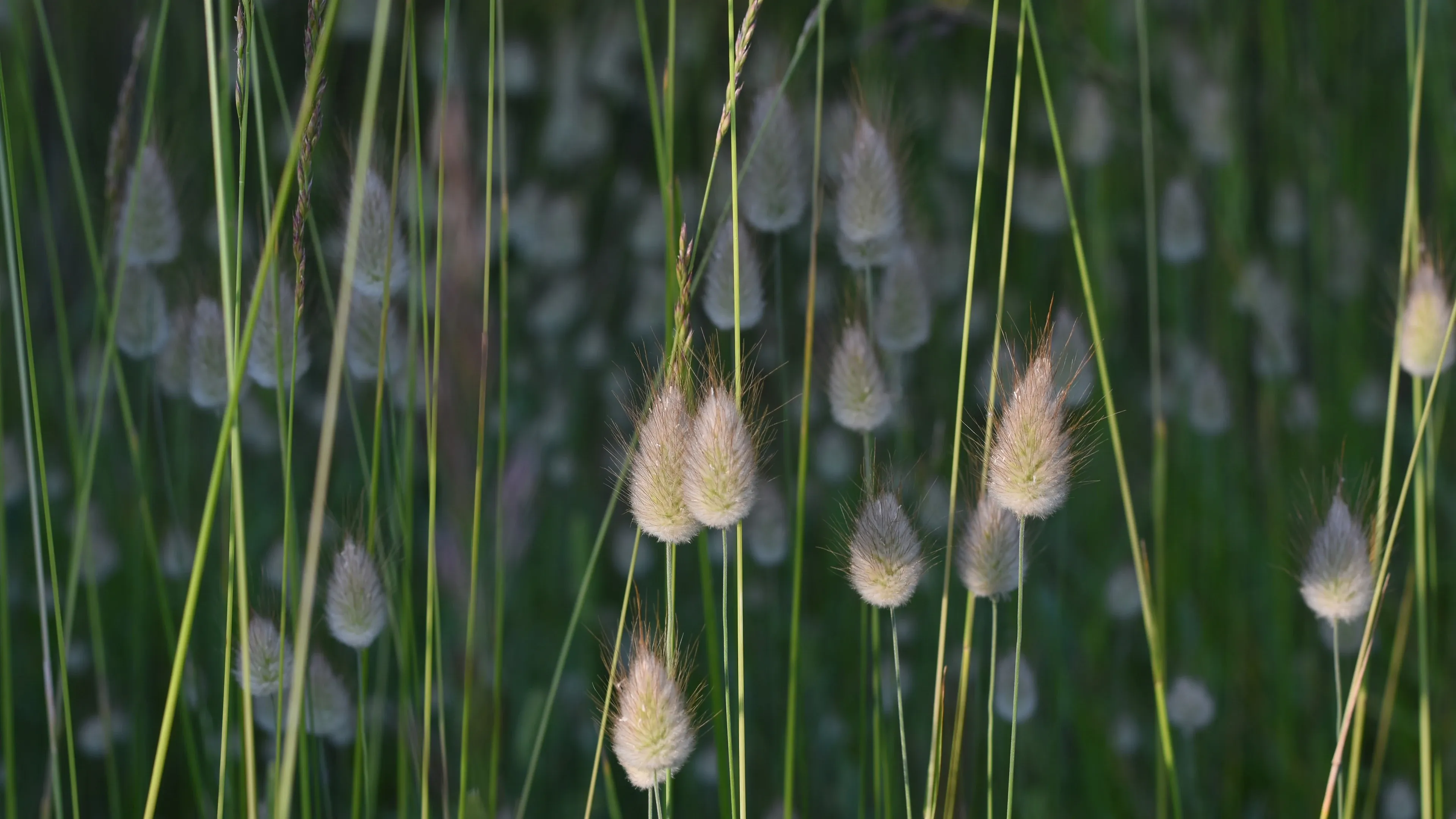 4K超清晰静物特写植物柔和视觉感受