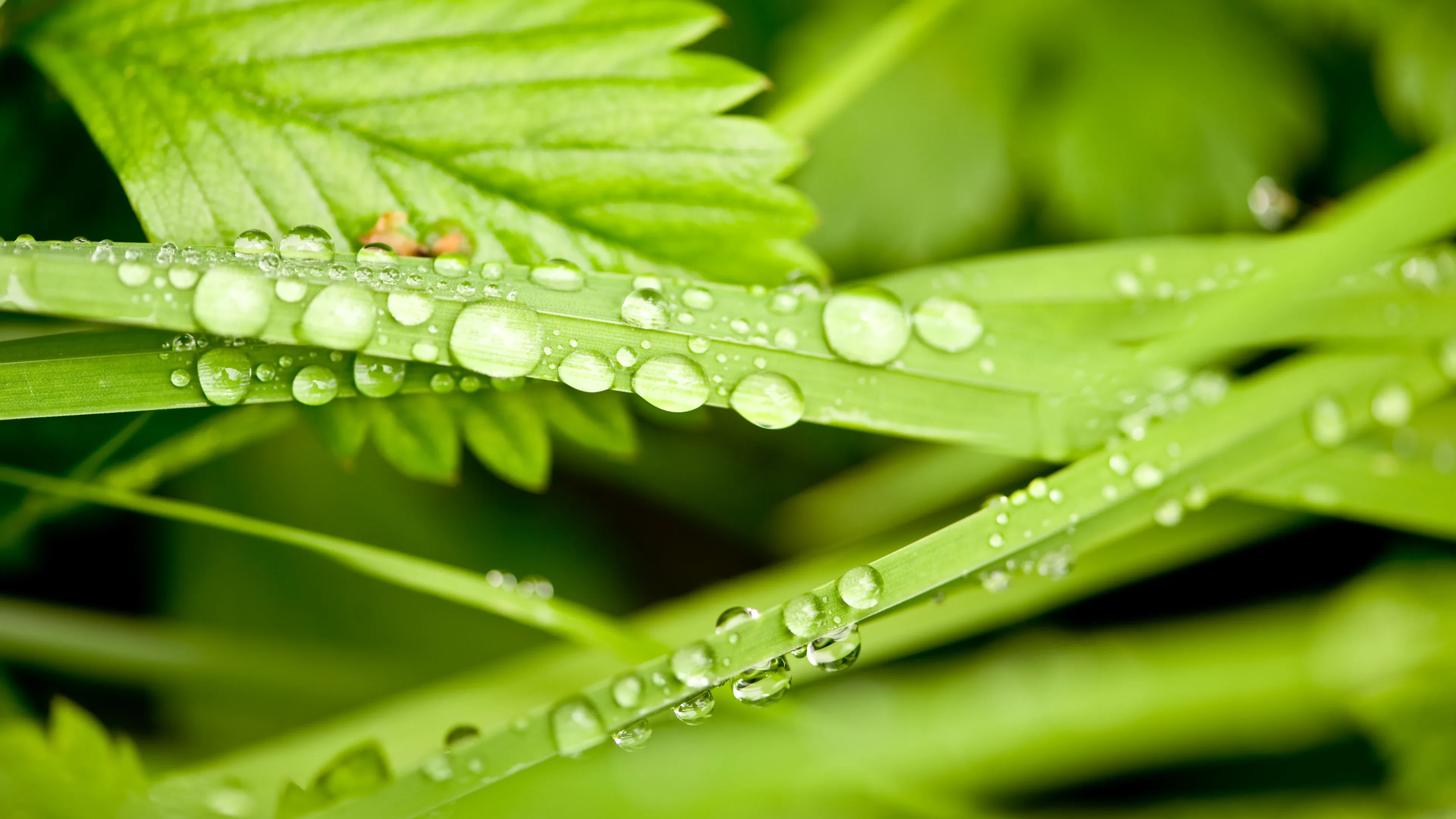 4K超清晰静物特写植物风格视觉氛围