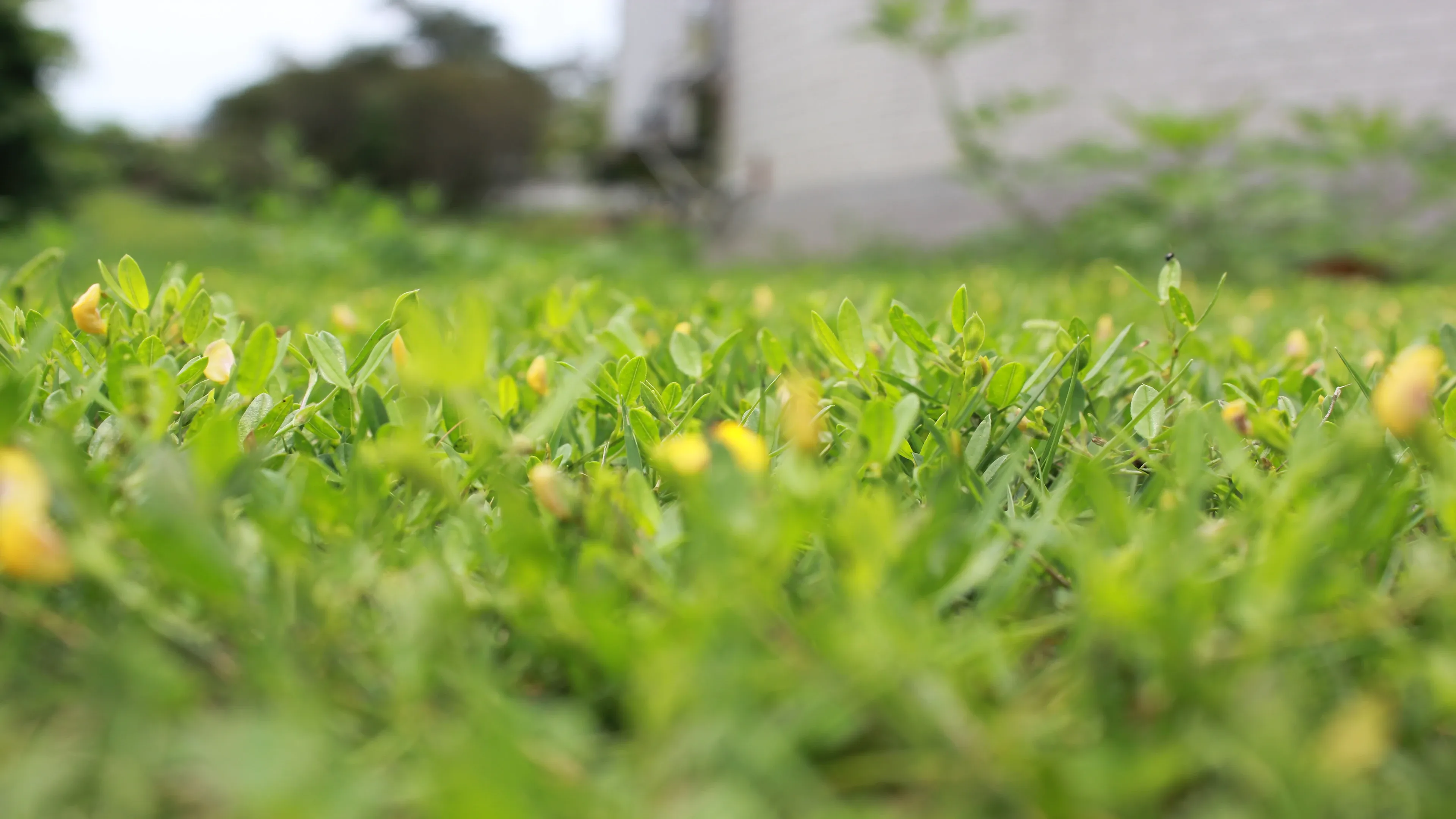 4K超清晰静物特写植物色调视觉冲击