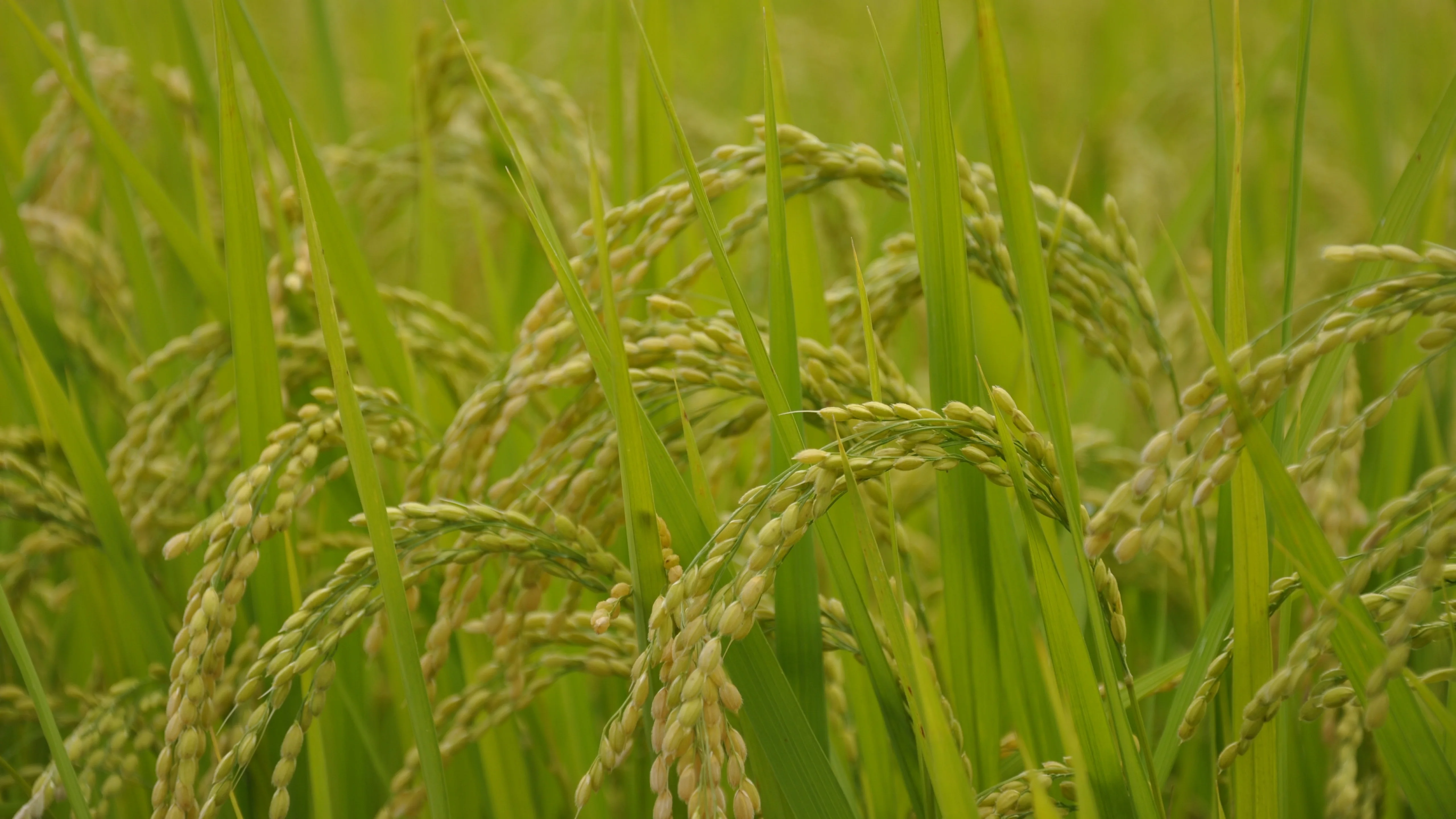 4K超清晰静物特写植物纹理精致视觉感