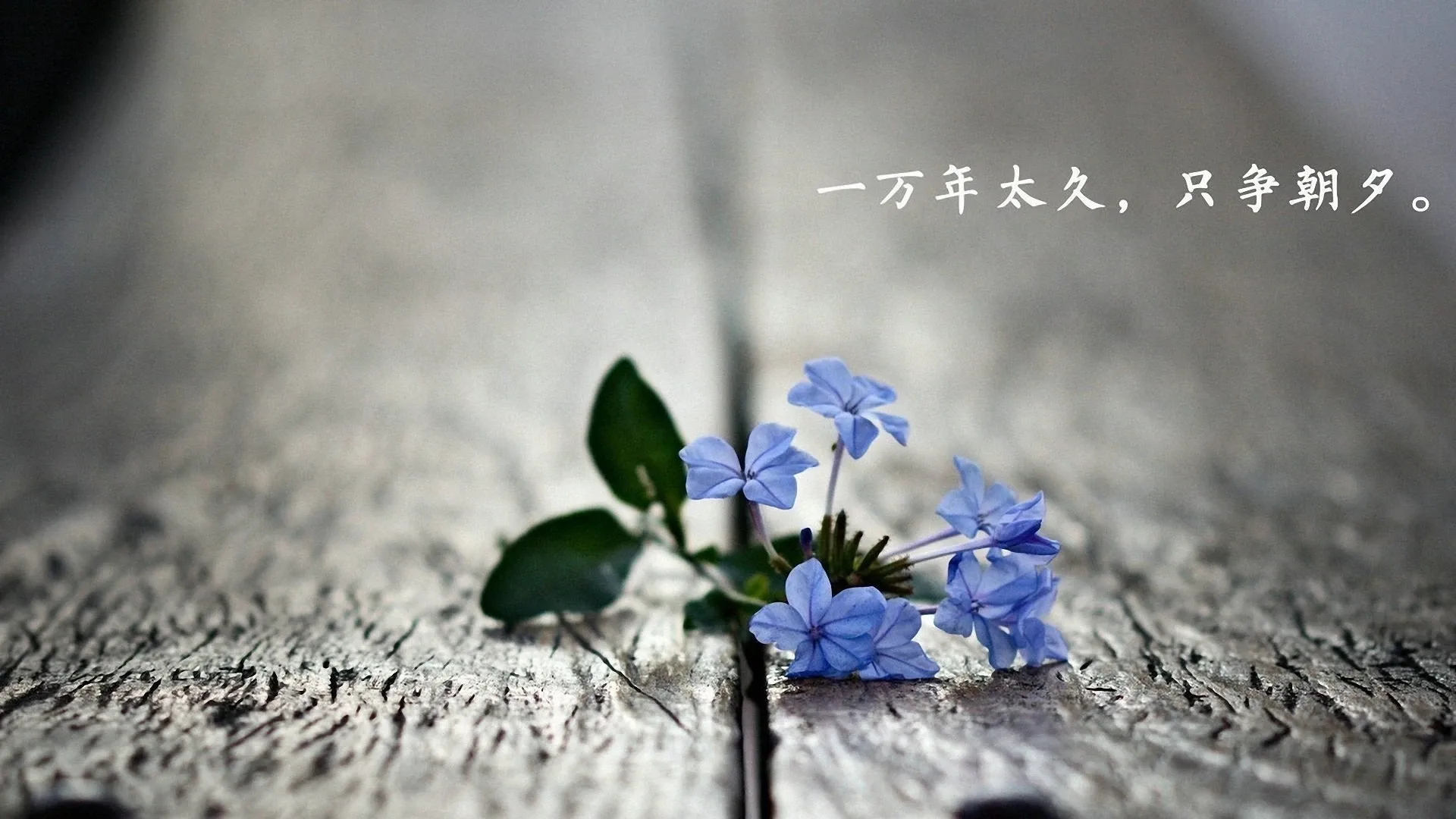 4K爱情浪漫壁纸 情侣拥抱落日余晖