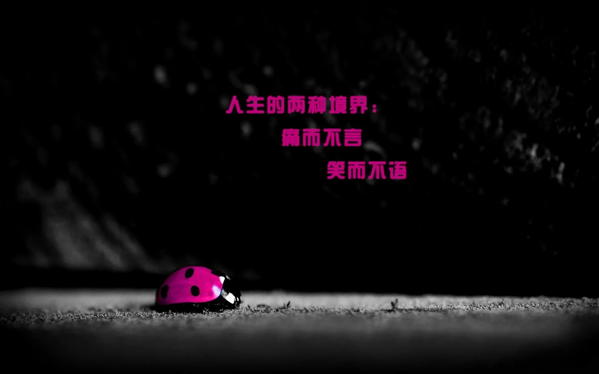4K爱情浪漫壁纸 玫瑰鲜花甜蜜告白