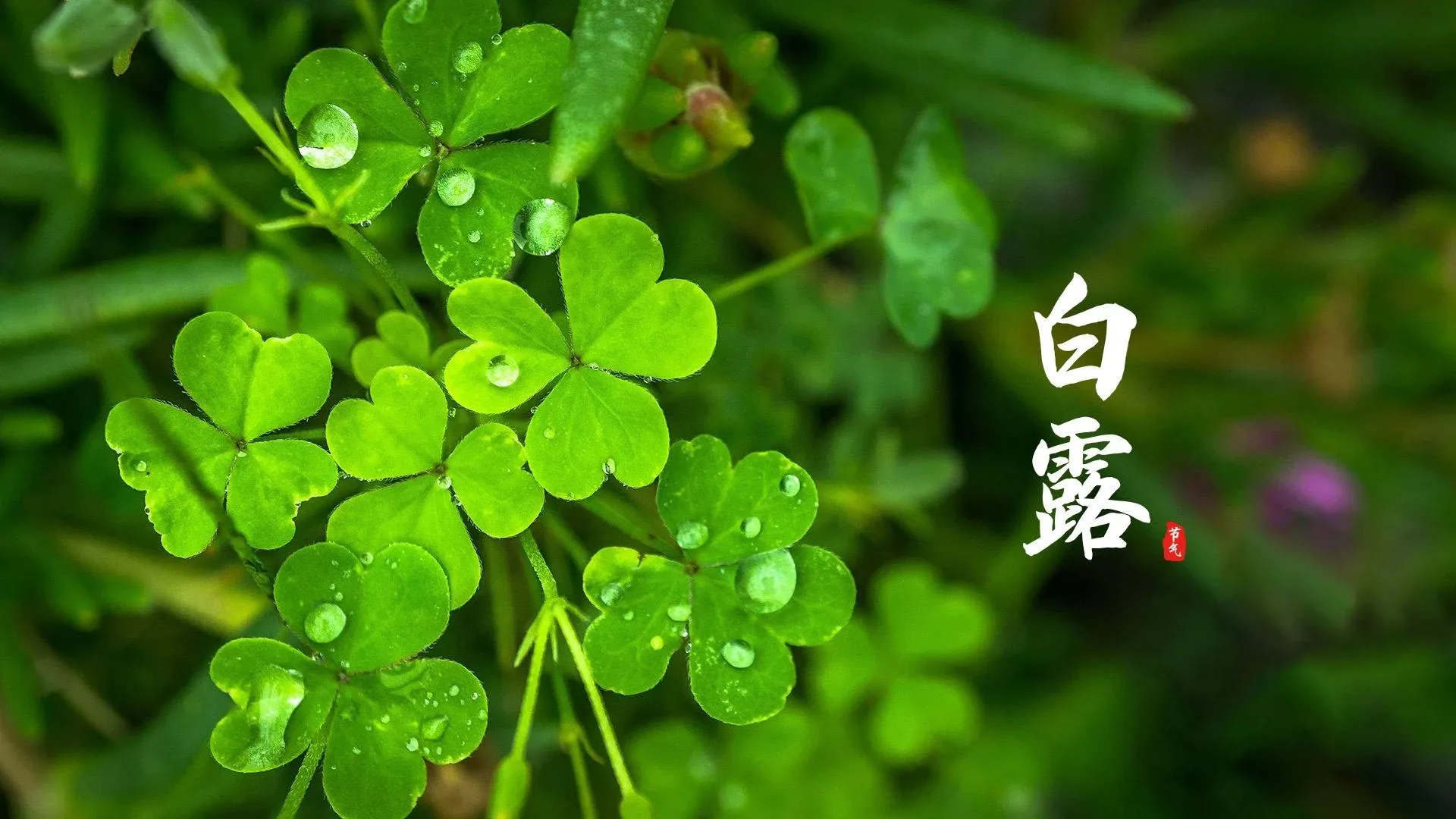 4K节日氛围壁纸 彩灯装饰温馨喜庆