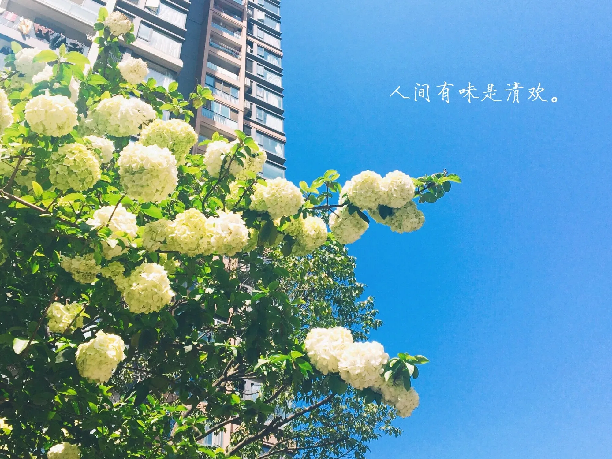 4K文字创意壁纸 励志短句清新设计