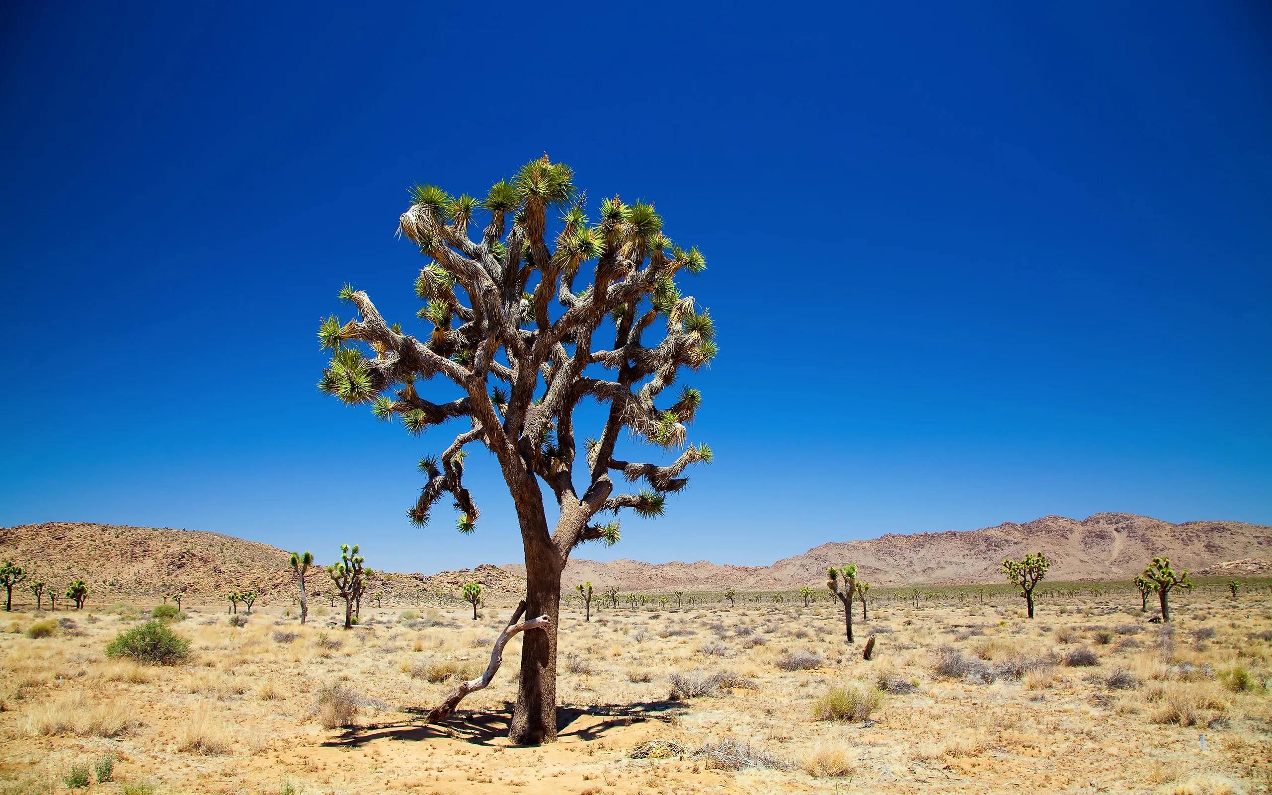 意境优美的 自然风景 自然摄影 4K超清图 4K风景壁纸