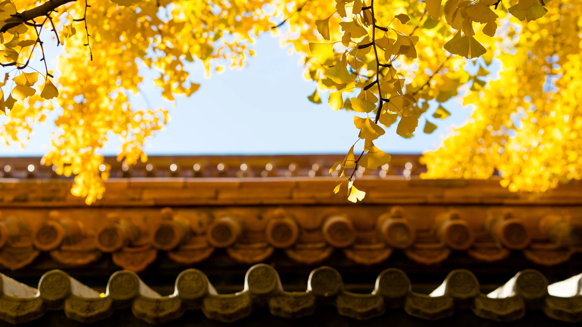 超清4K秋天美景 金秋时节 高清素材
