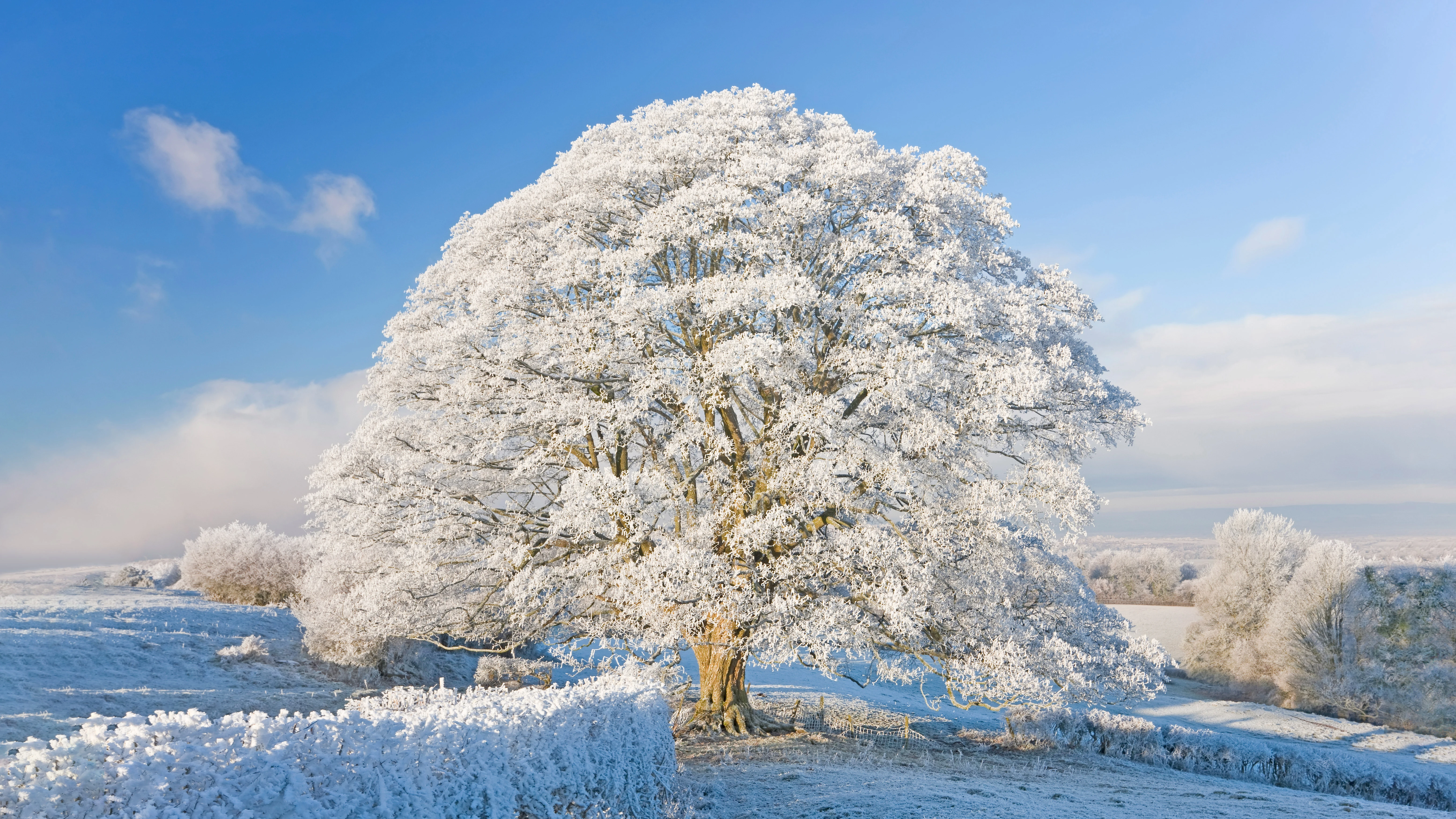 唯美雪景风光 冬日美景 高清素材 4K风景壁纸