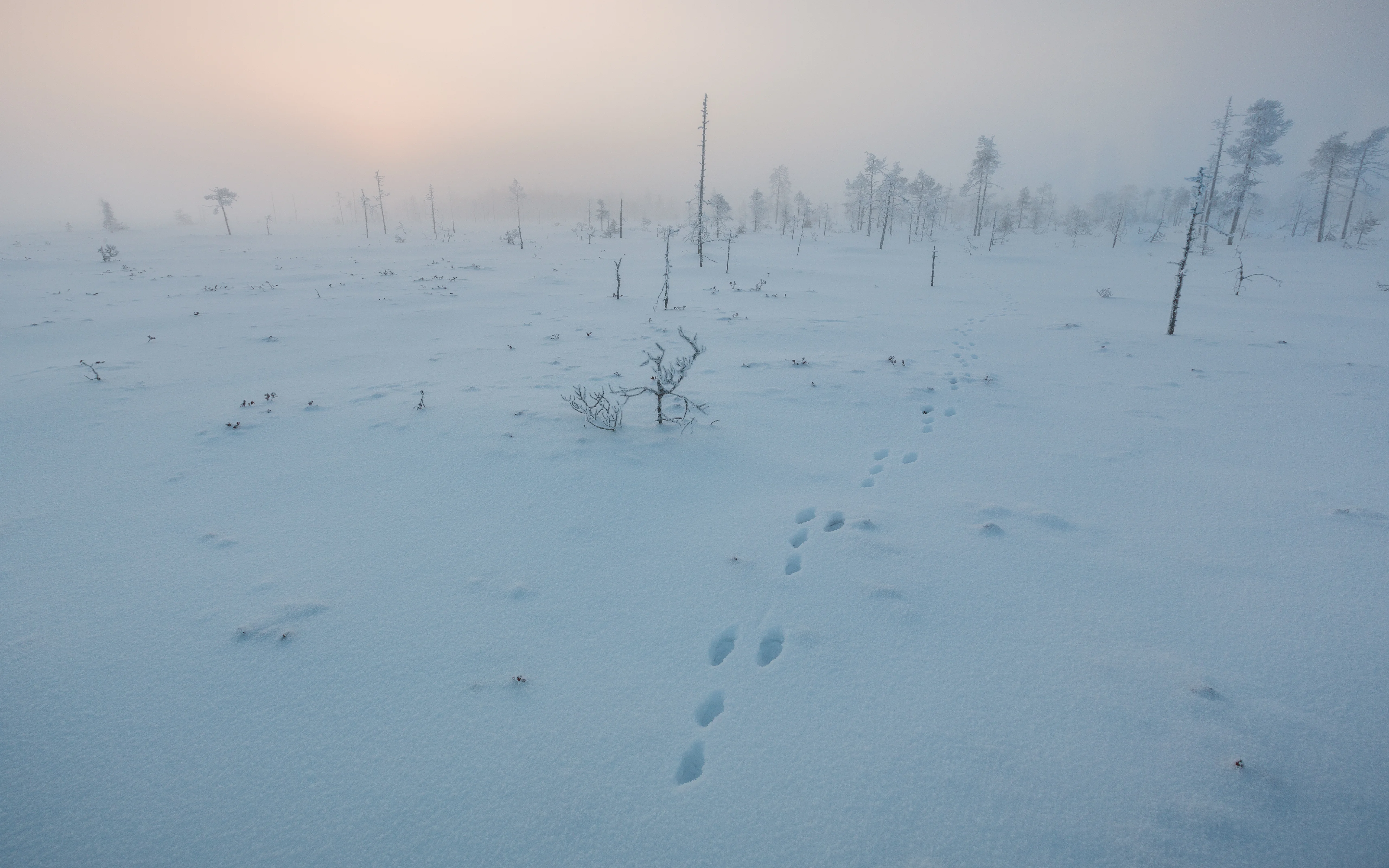 清新自然的 雪景自然风景 自然摄影 4K超清图 4K风景壁纸