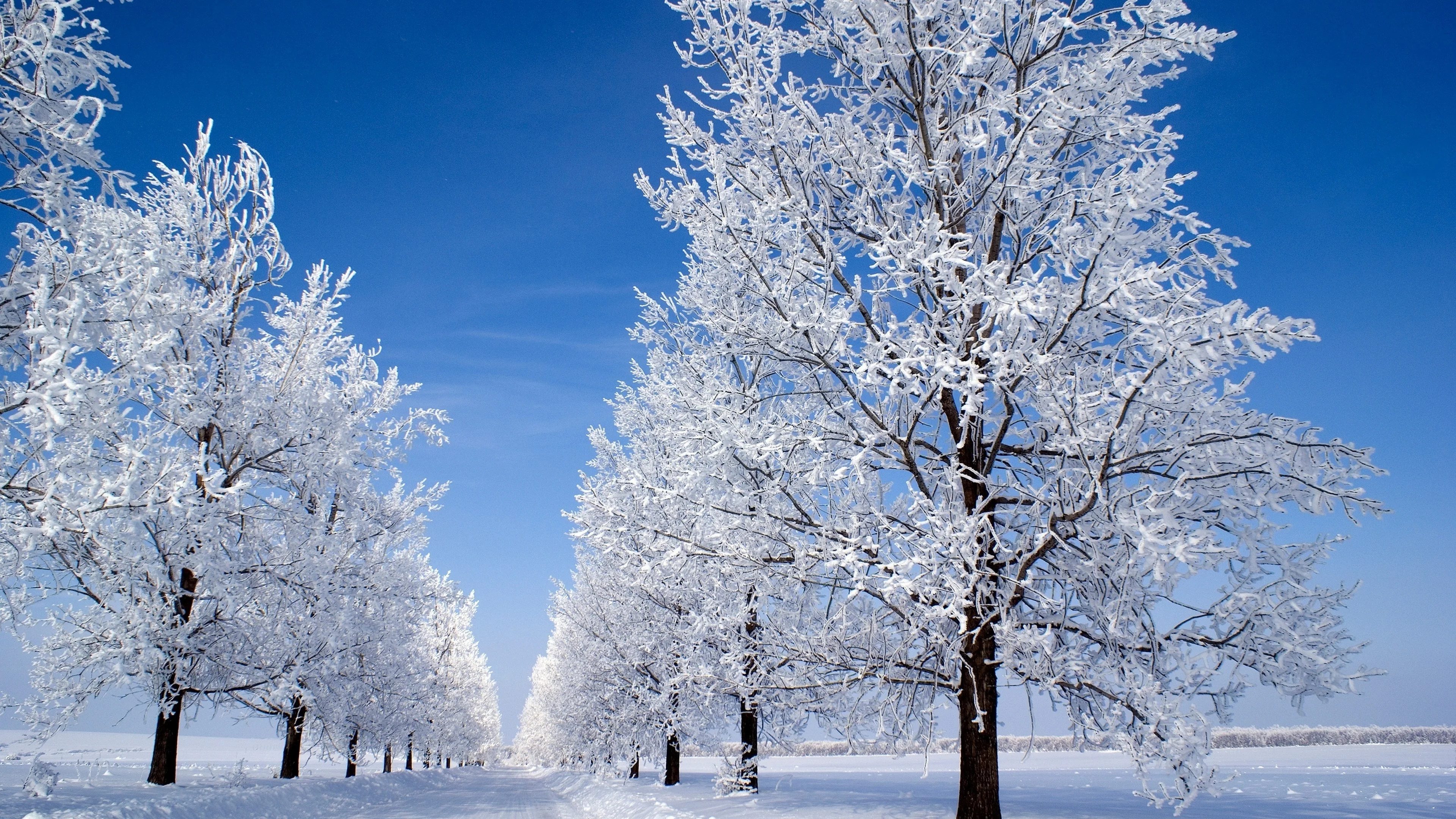 清新自然的 雪景自然风景 自然摄影 4K超清图 4K风景壁纸