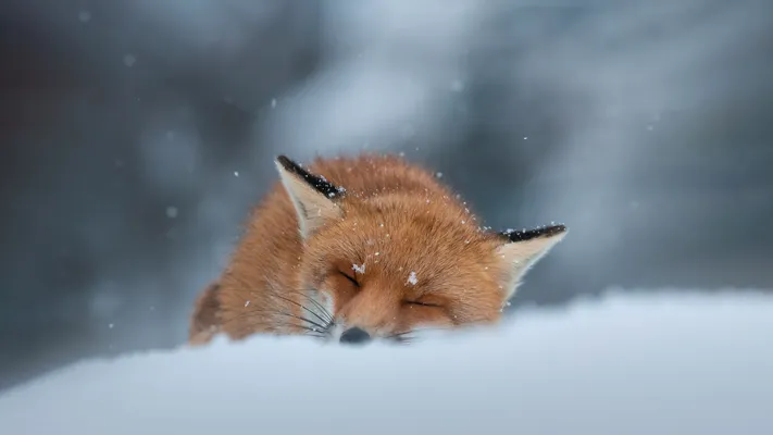 Photo by 壁纸迷