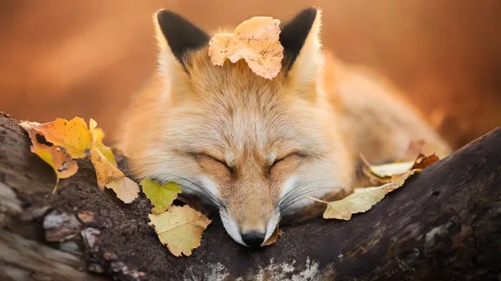 Photo by 壁纸迷