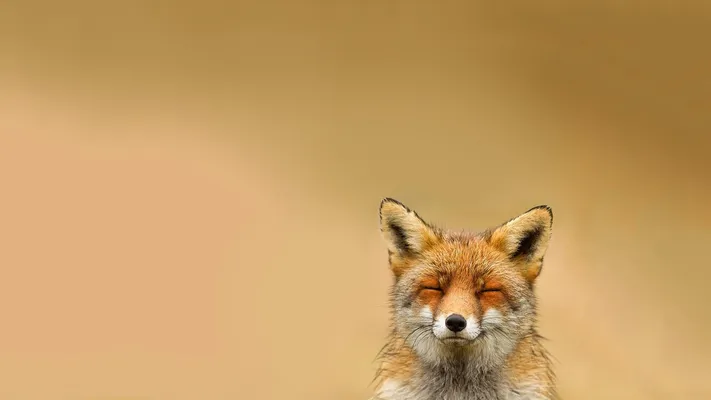 Photo by 壁纸迷