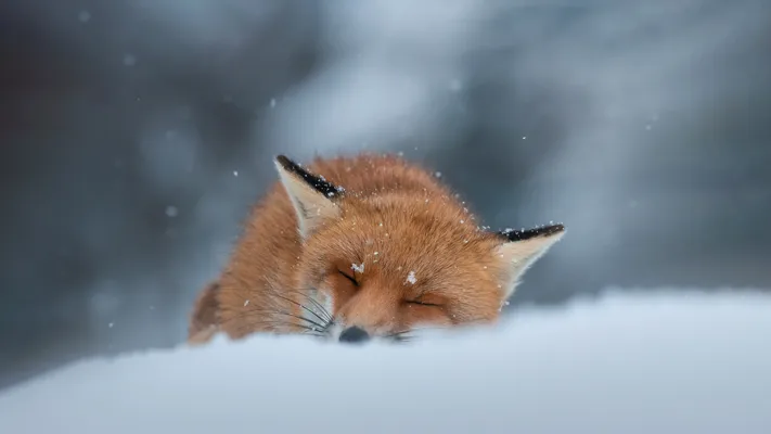 Photo by 壁纸迷