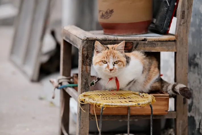 猫咪图片素材 可爱小猫壁纸大全