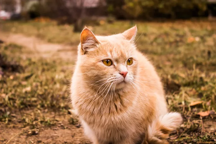 Photo by 壁纸迷