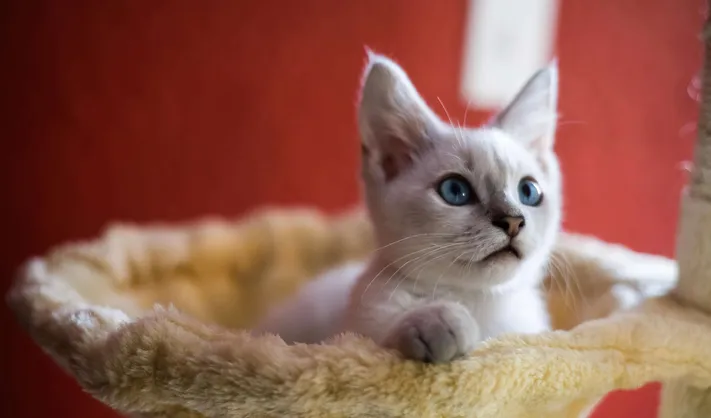 高清小猫图片 萌宠猫咪壁纸合集