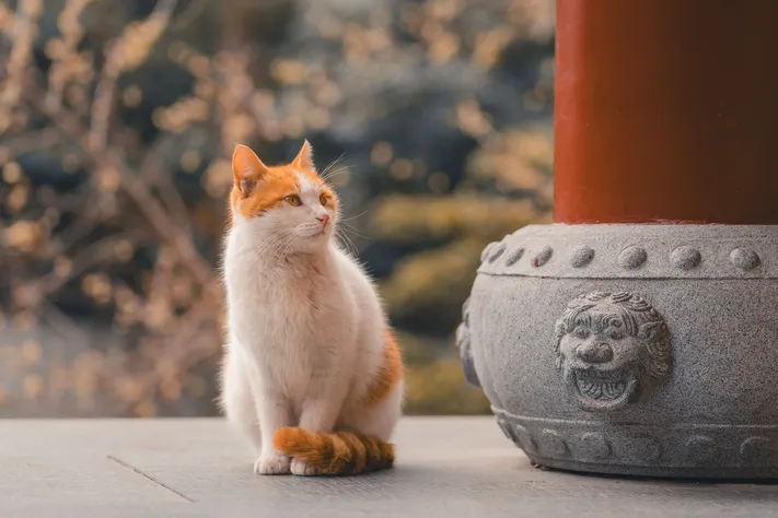 Photo by 壁纸迷