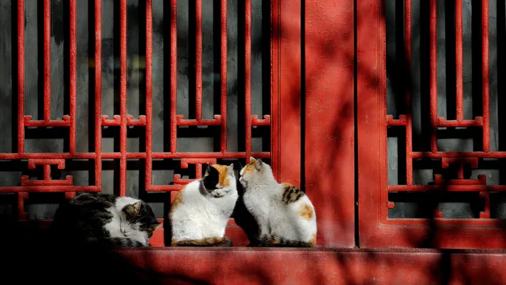Photo by 壁纸迷