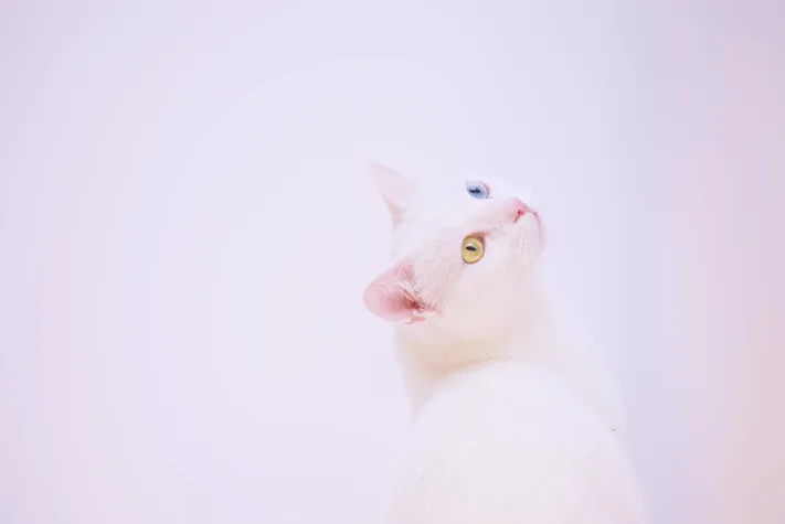 Photo by 壁纸迷