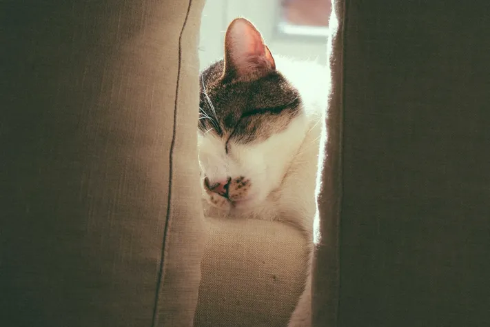 Photo by 壁纸迷