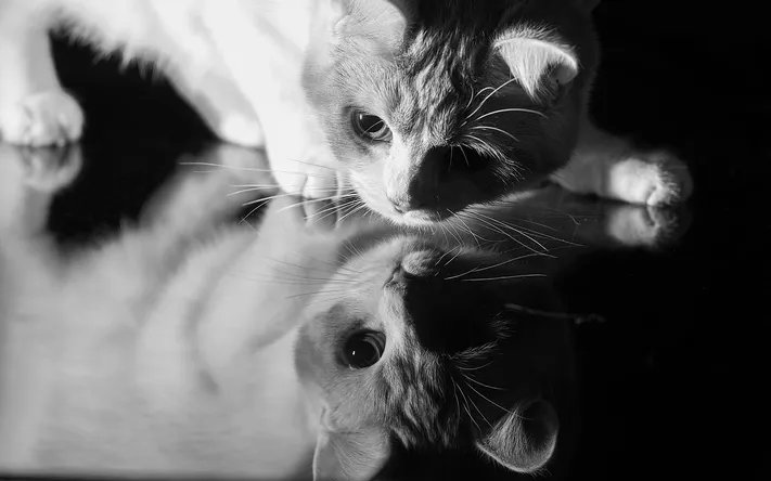 Photo by 壁纸迷
