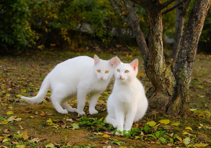 Photo by 壁纸迷
